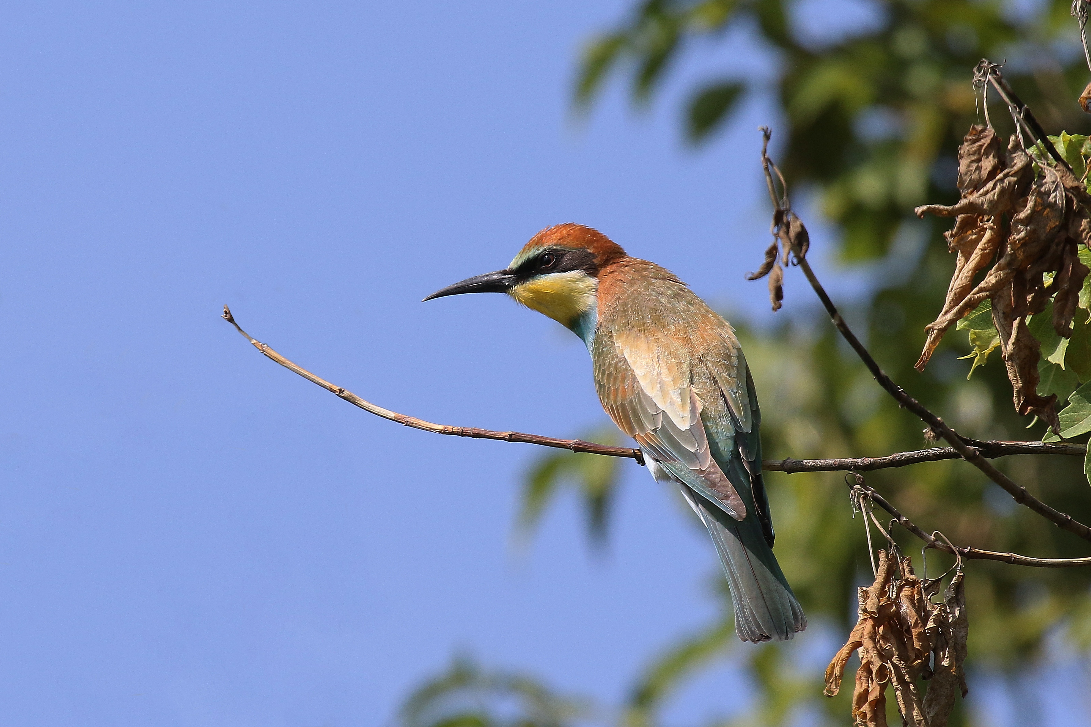 , Евгений Софронов
