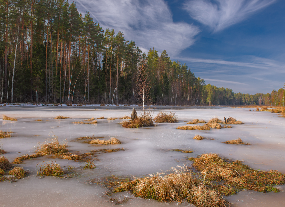 март весна лес речка суходол серково вязниковский район, Алексеев Дмитрий