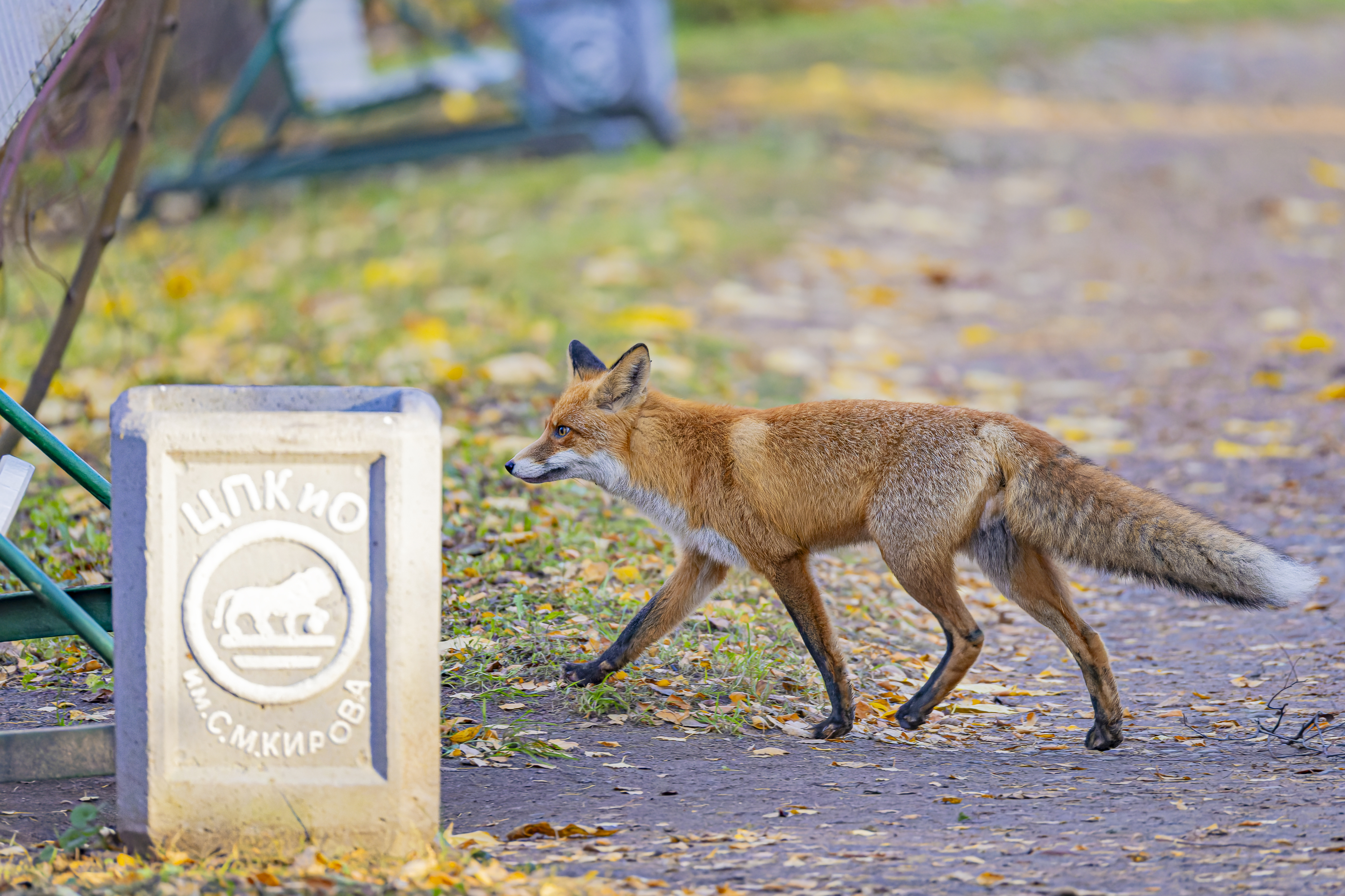 лиса. лисица, Руслан Pl
