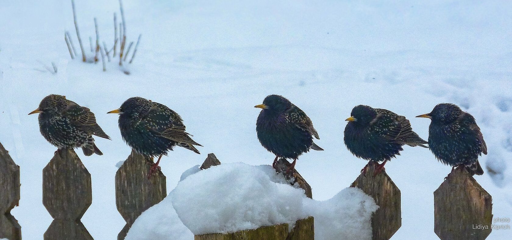 птицы, скворцы, весна, ранняя весна, скворцы прилетели, Россия, Смоленская область, погодные условия, снегопад, перелетные птицы, , Лидия Киприч