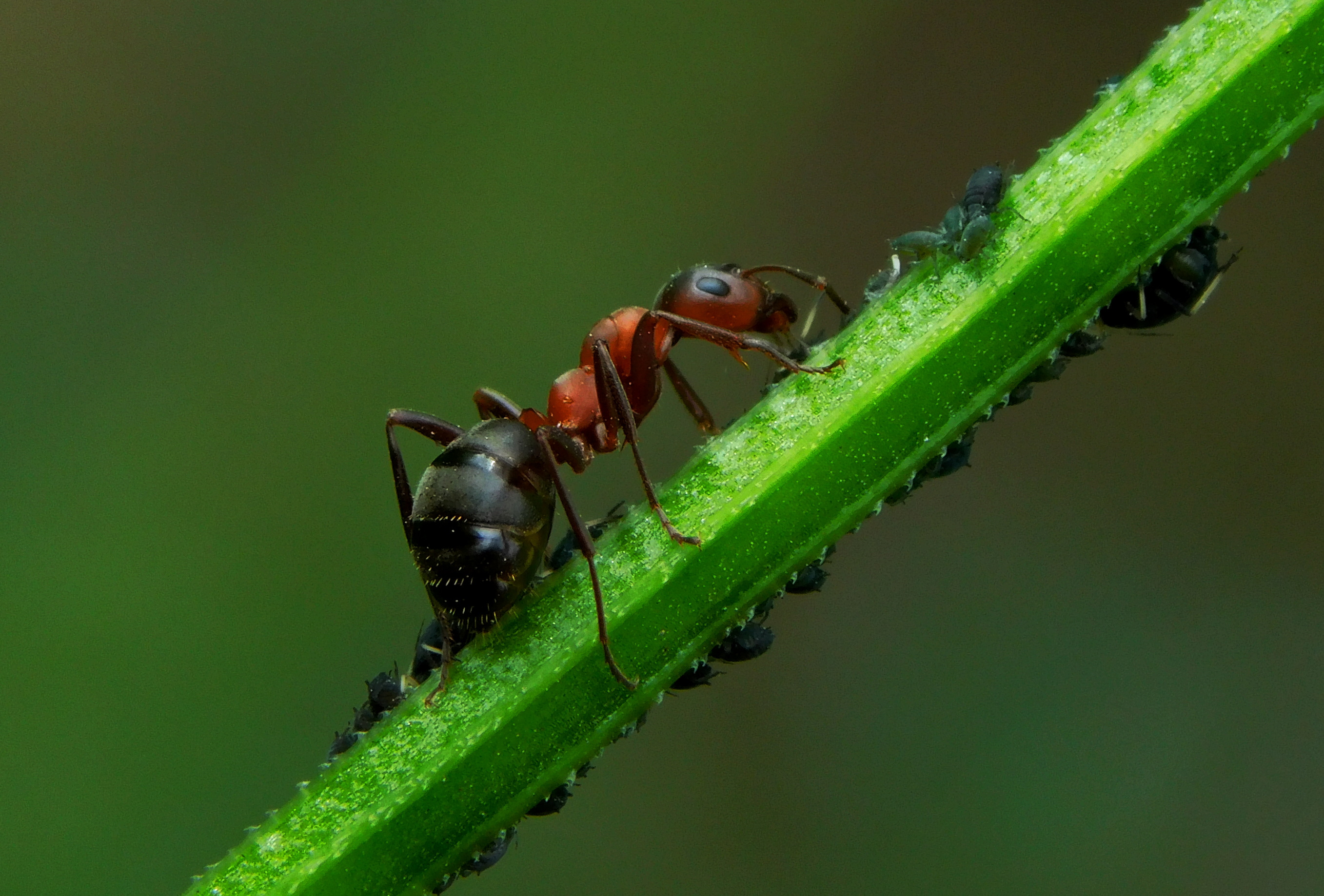 , Сергей Чеченов
