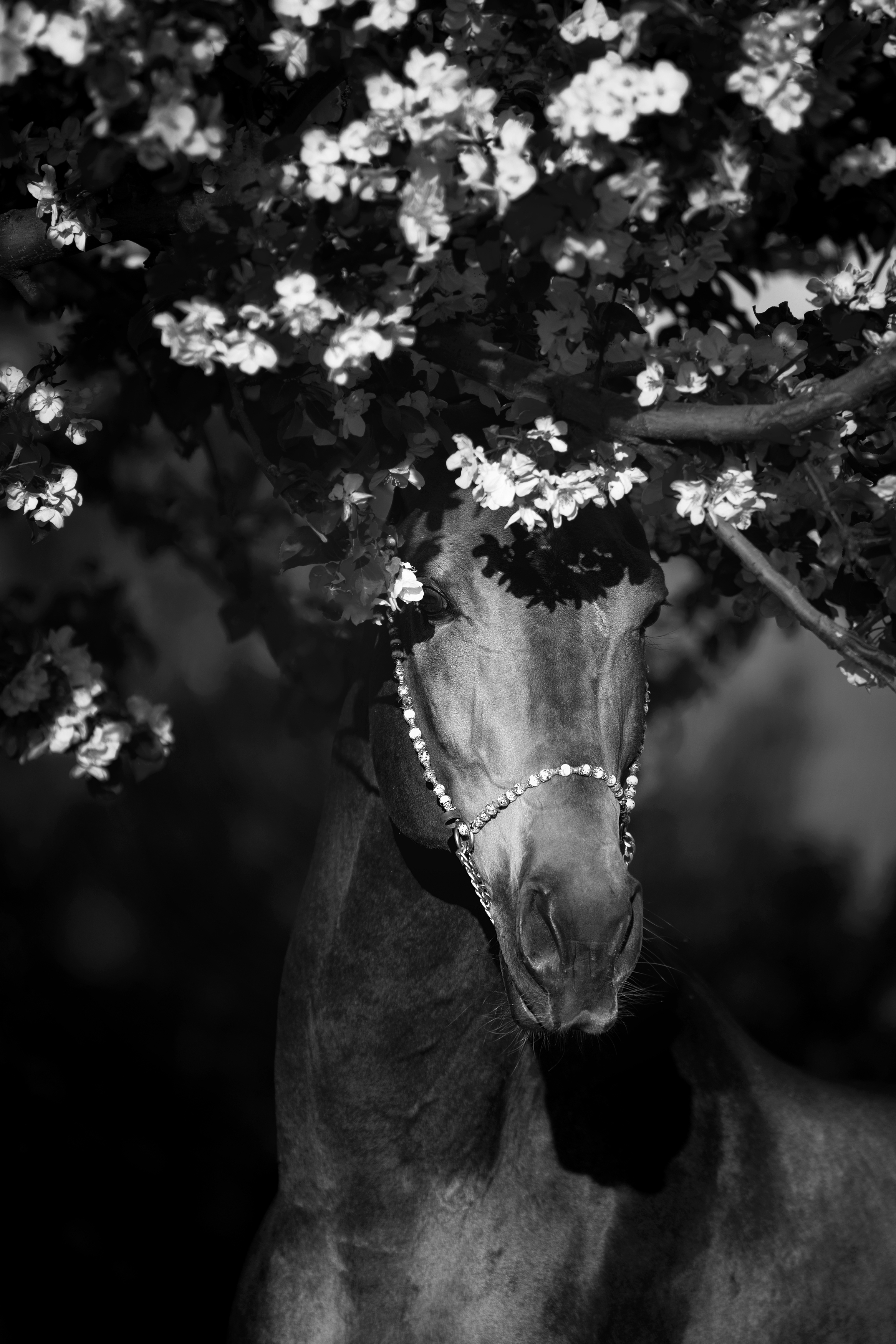 , Макари Лия