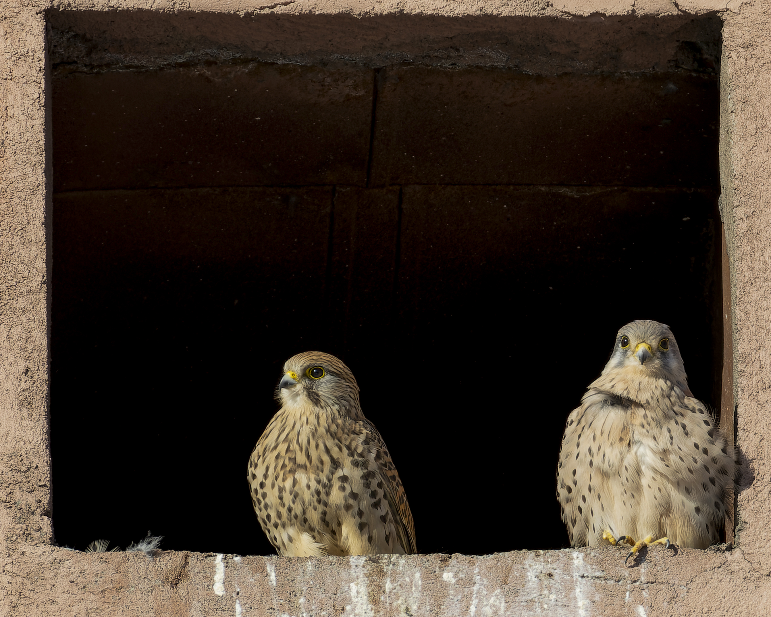 пустельга, птицы, Руслан Pl