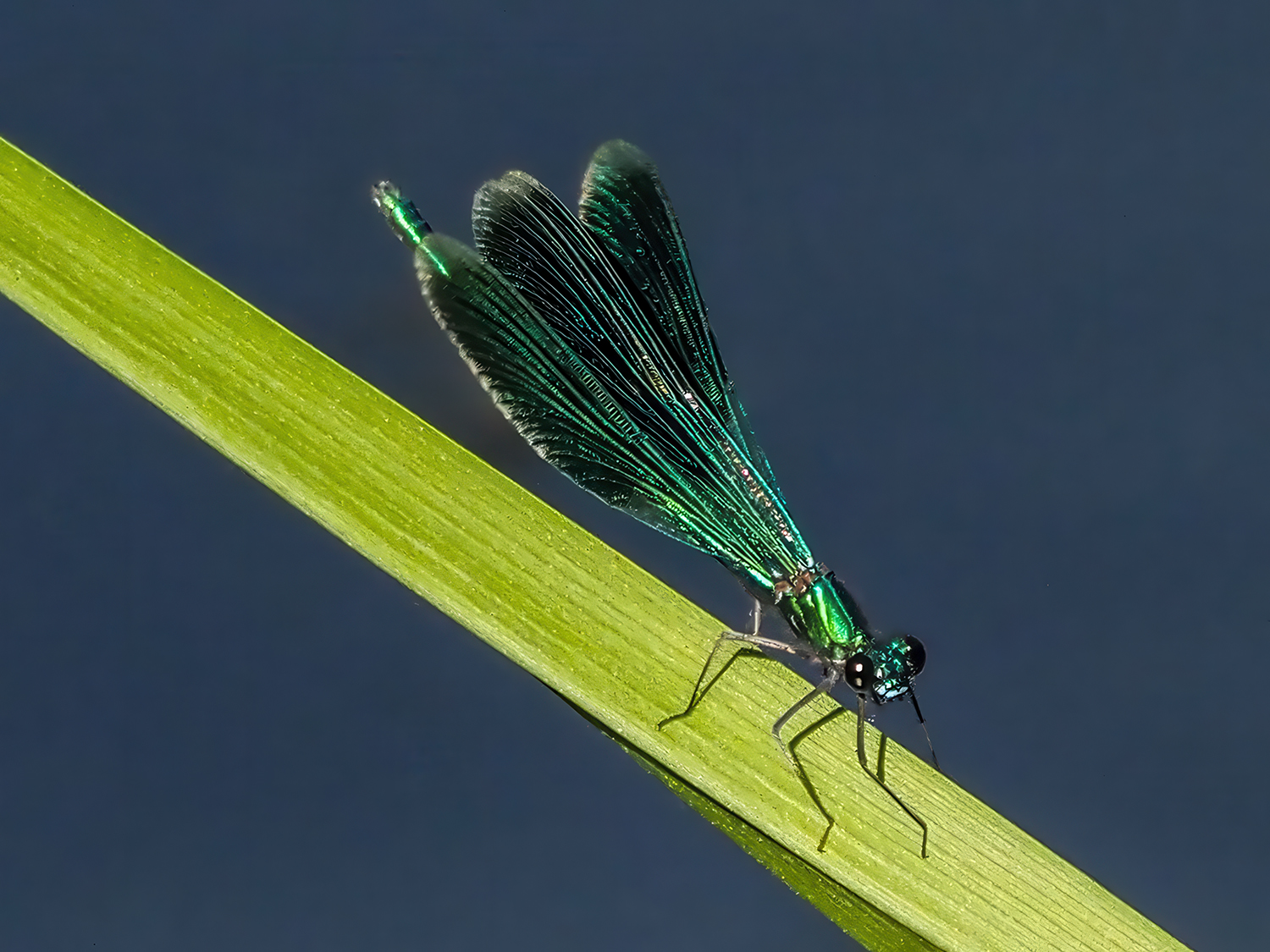 стрекоза, Духанин Сергей