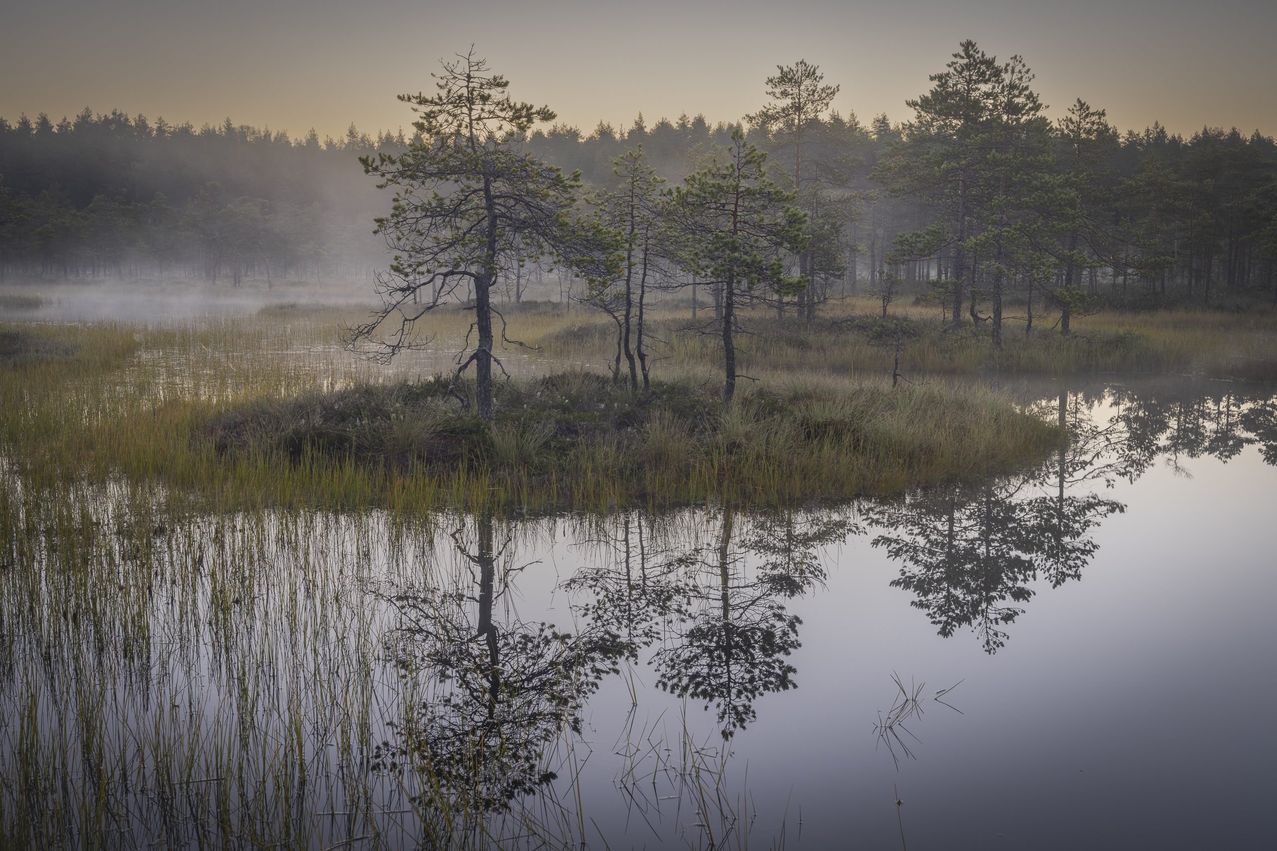 болота ленинградской области, рассвет, пейзаж, Mikhail Ioannisian