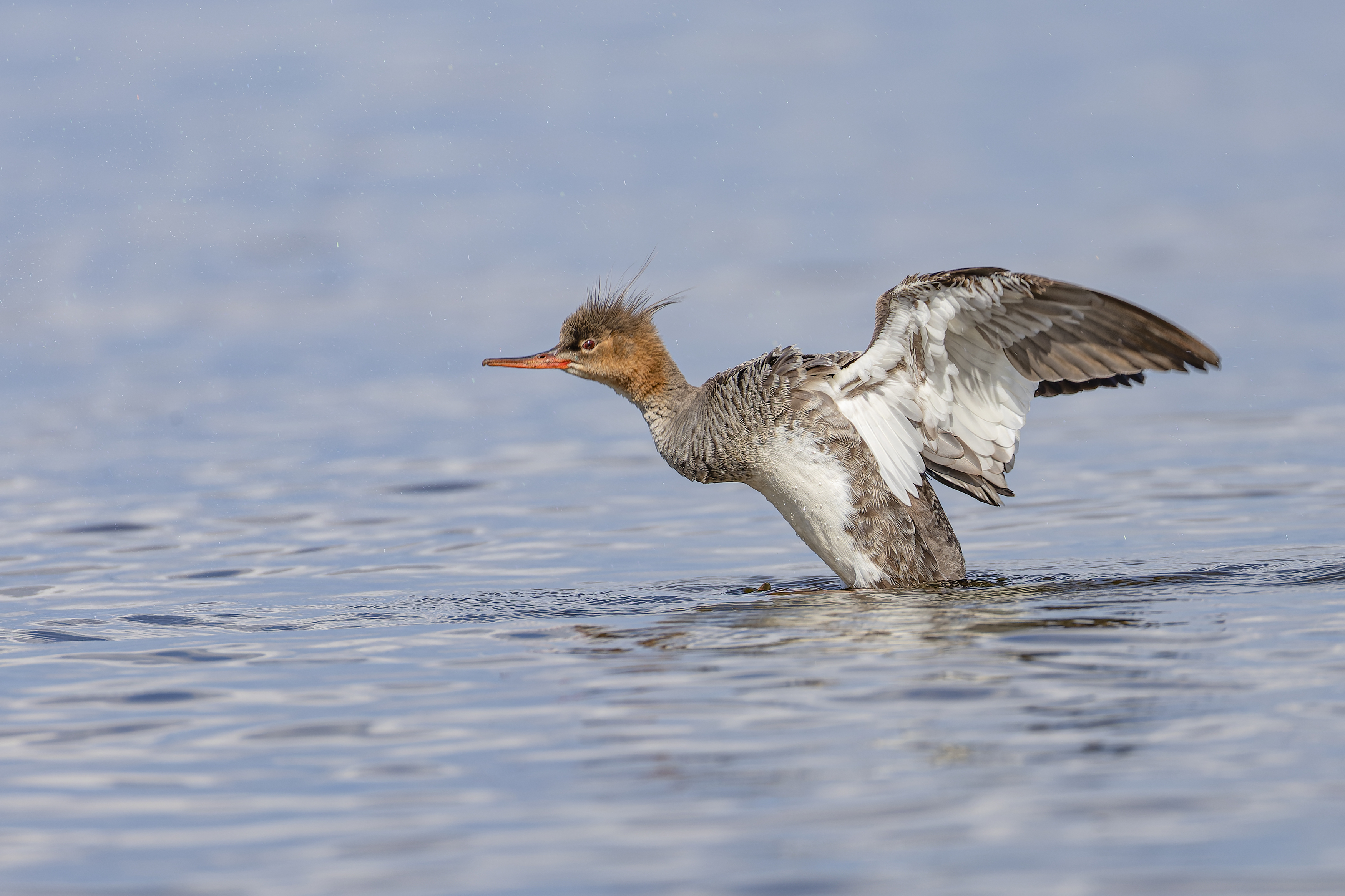 , средний крохаль, крохаль, птицы, длинноносый крохаль, Руслан Pl