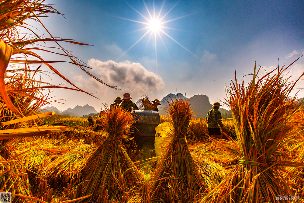 quanphoto, rural, harvest, famers, farmland, agriculture, culture, caobang, vietnam, quanphoto