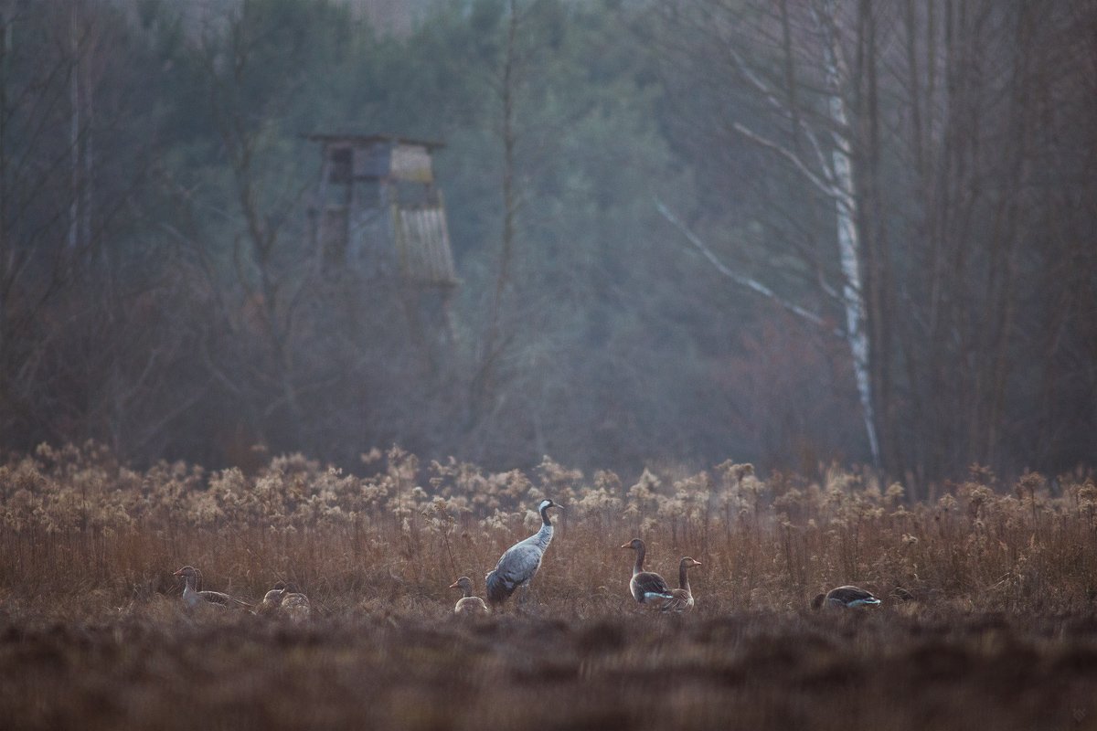 Crane, goose, wildlife, Wojciech Grzanka