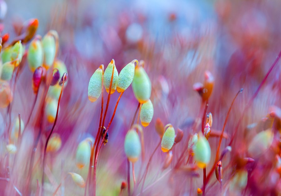 Цветущий мох для сада (53 фото)