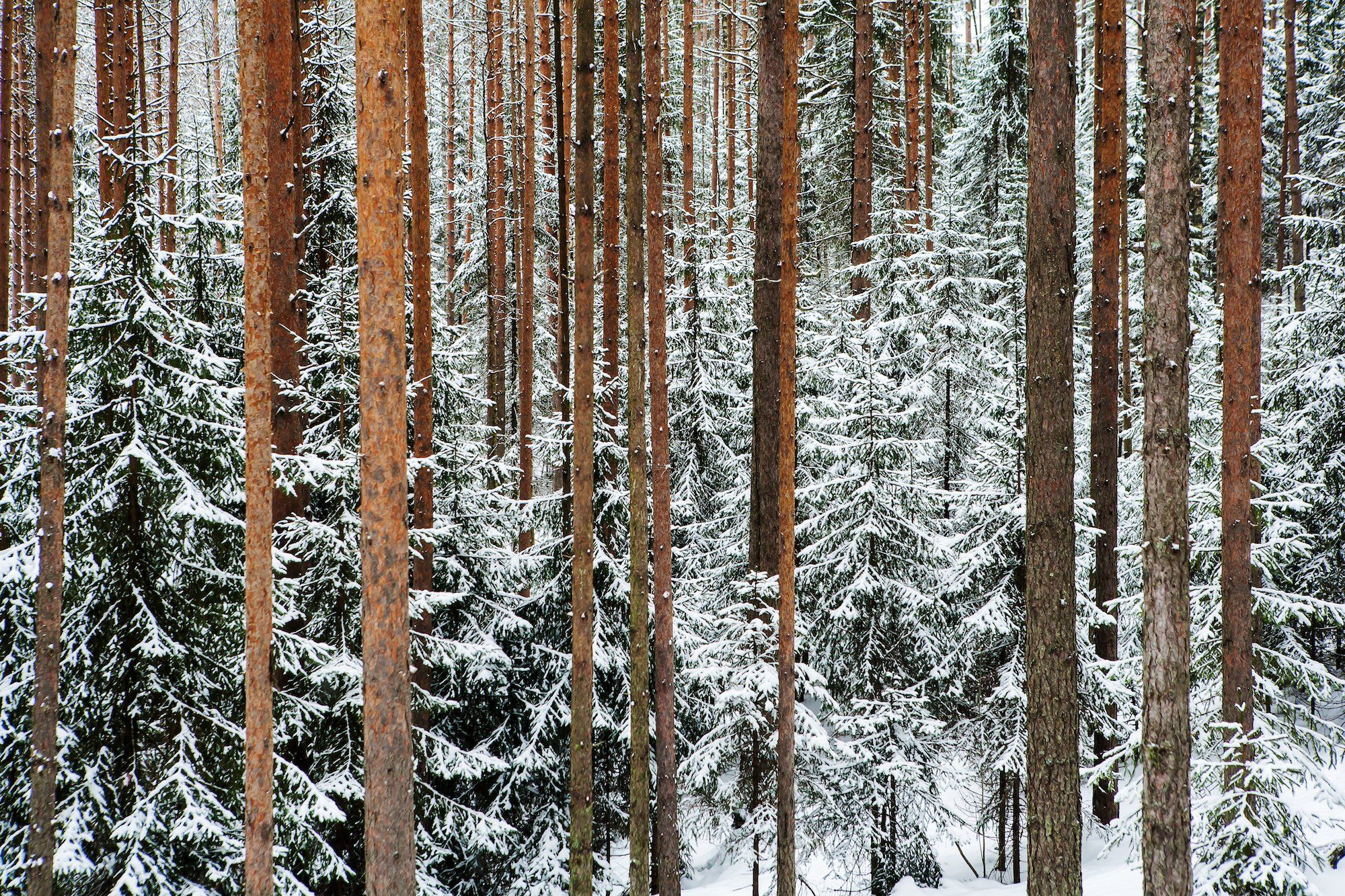 Какой зимний Карельский лес