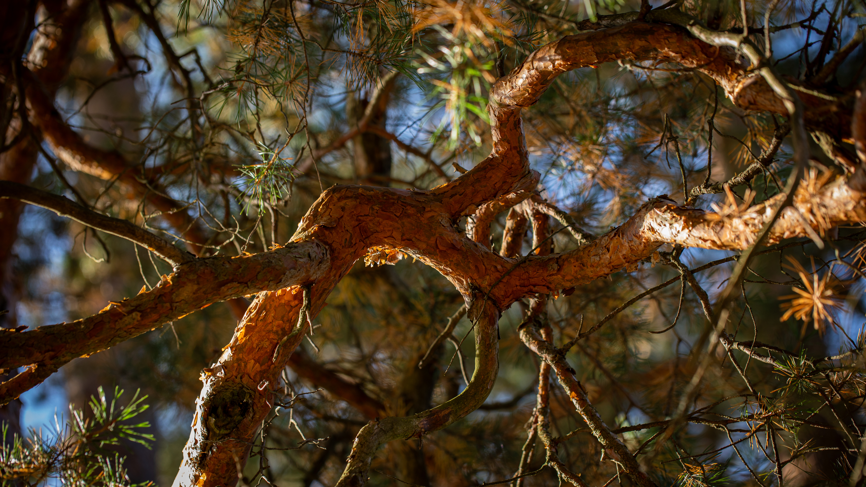 , Бравичева Анастасия