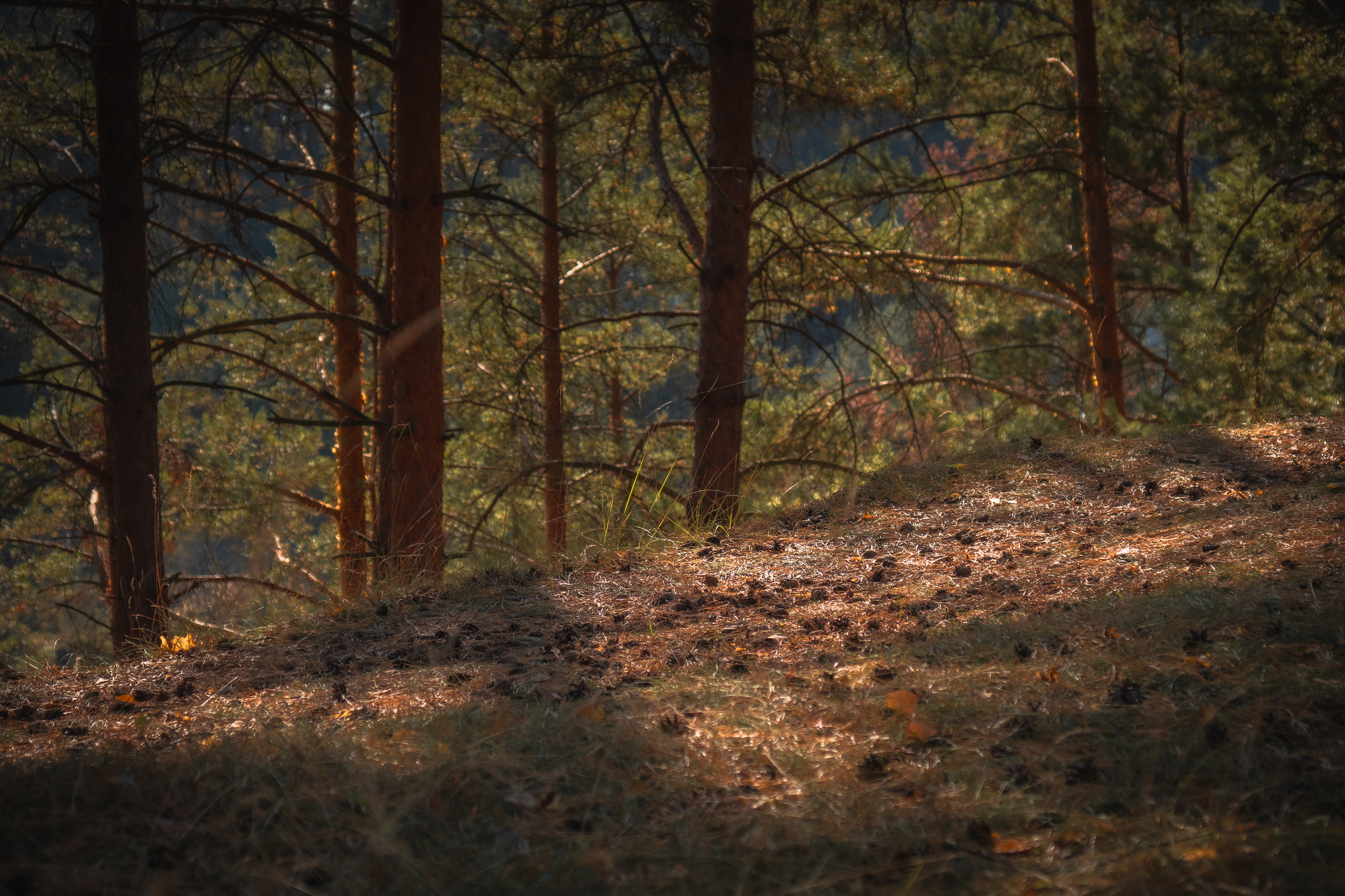 , Бравичева Анастасия