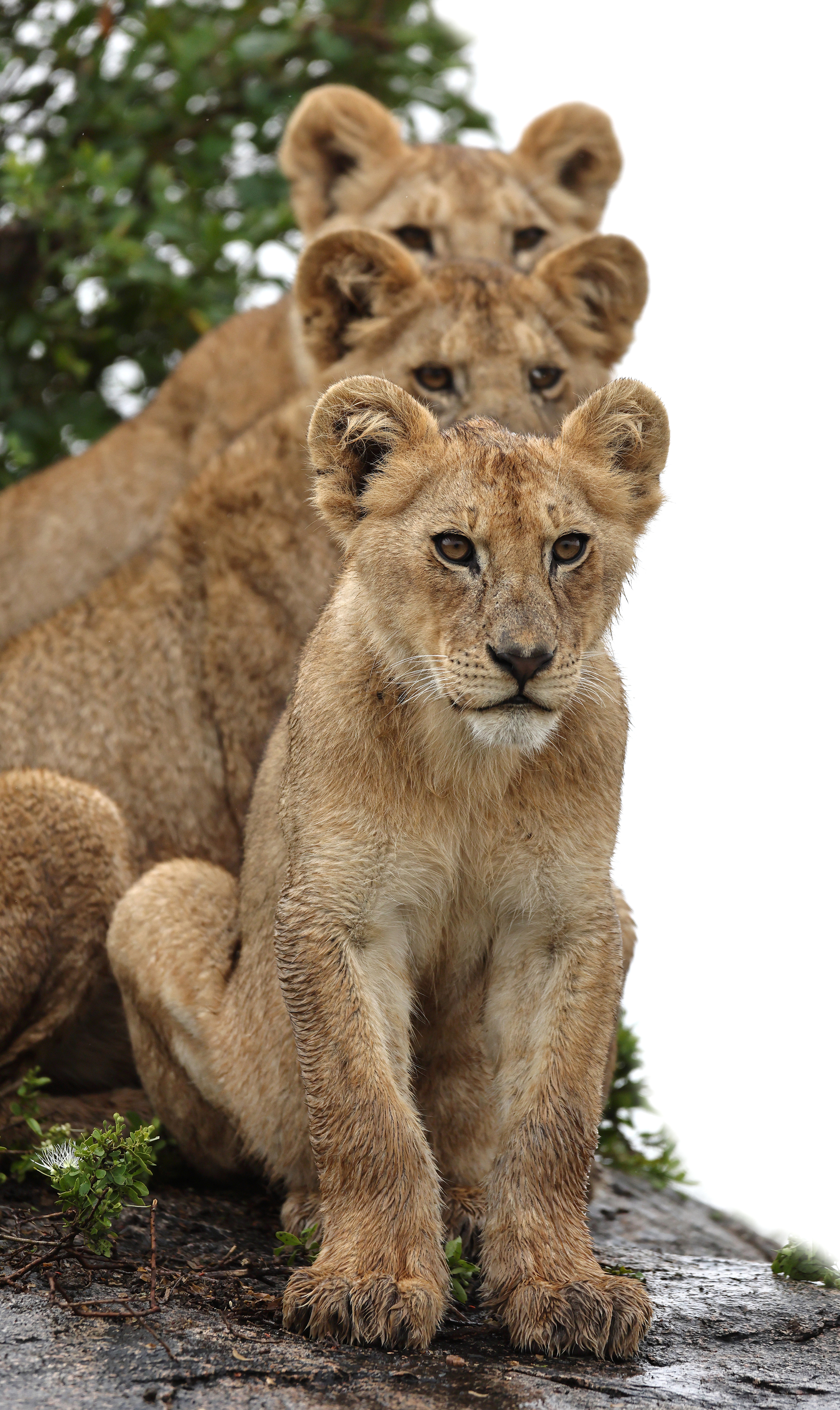 , Гудков Андрей