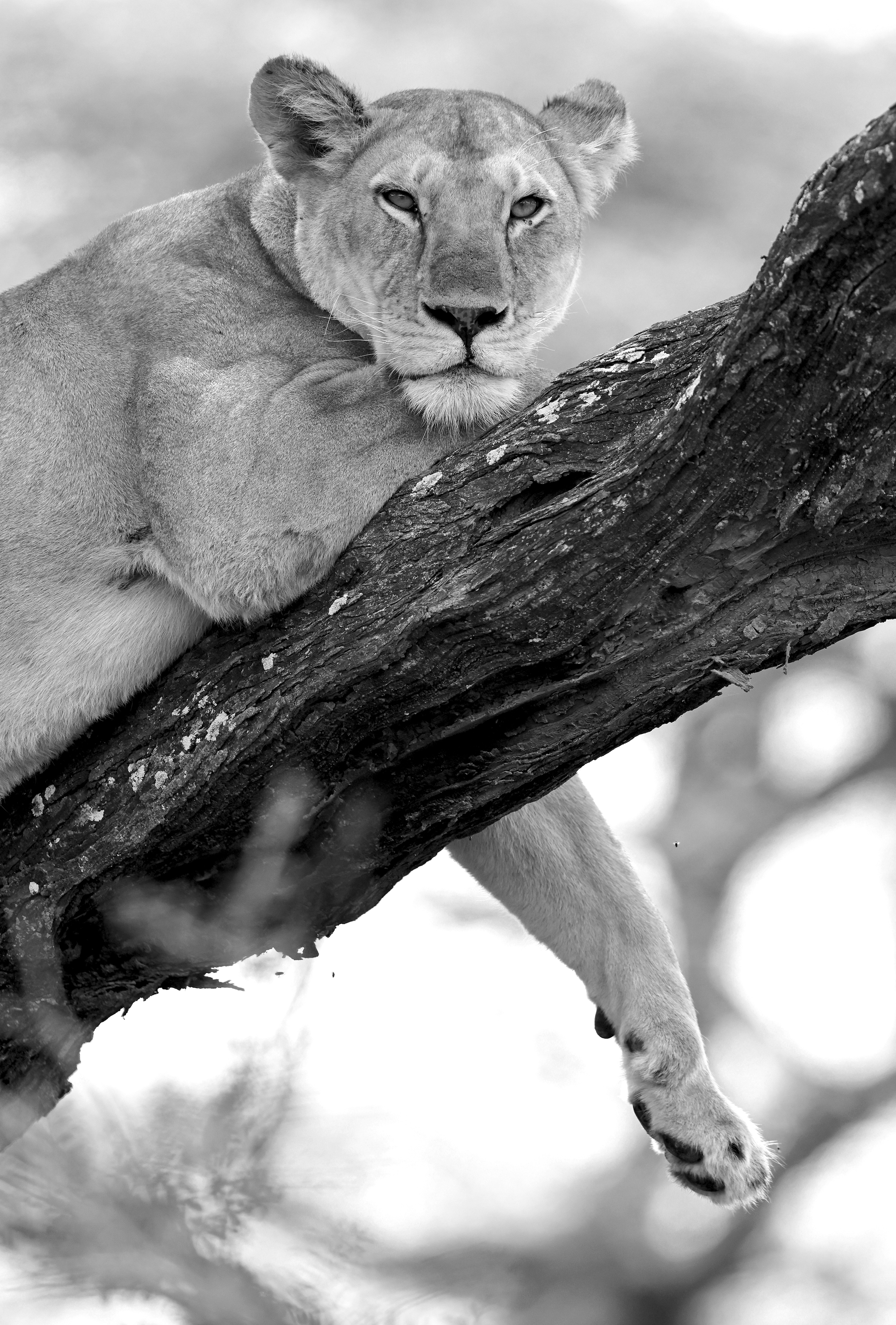 , Гудков Андрей