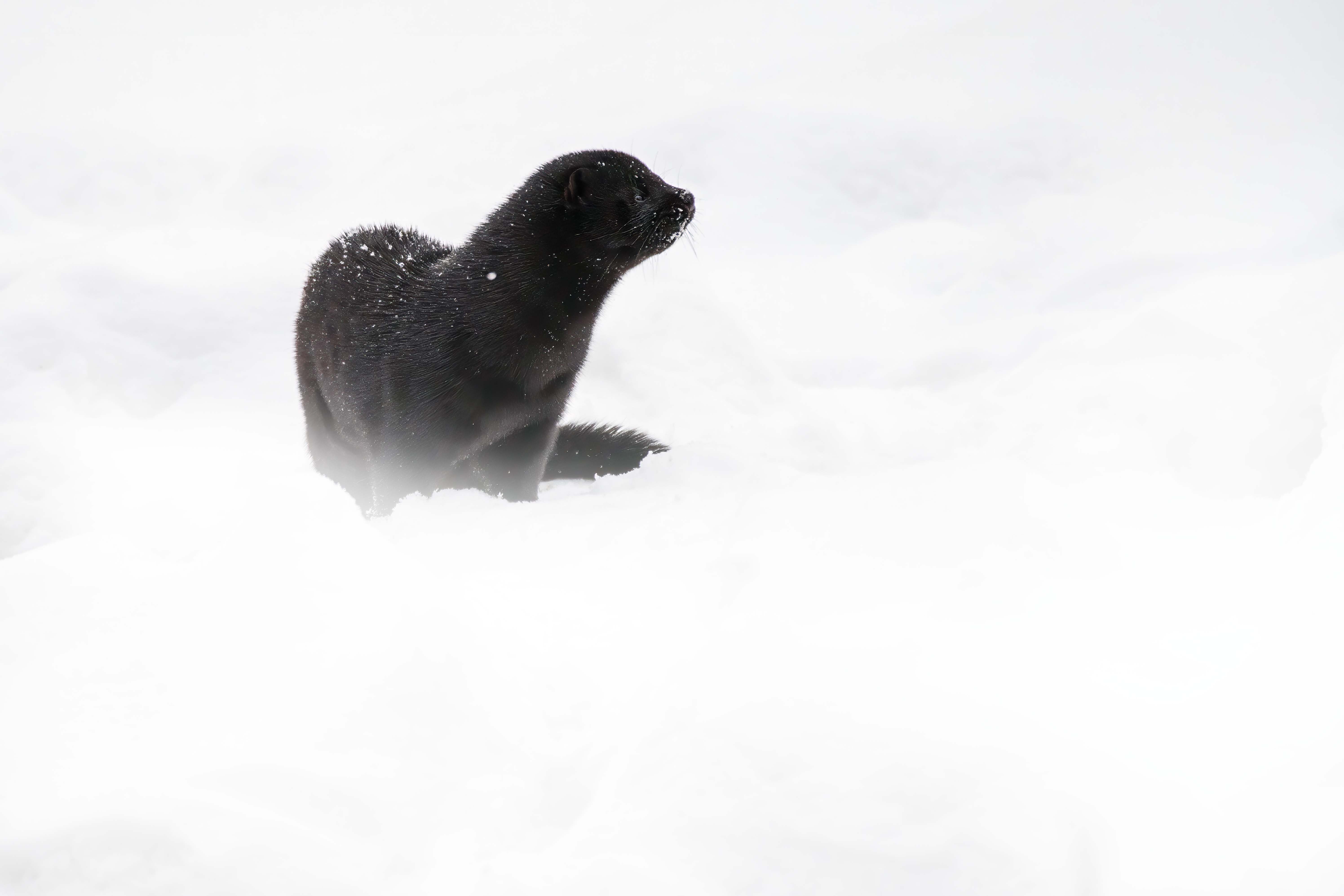 , Павел Ныриков