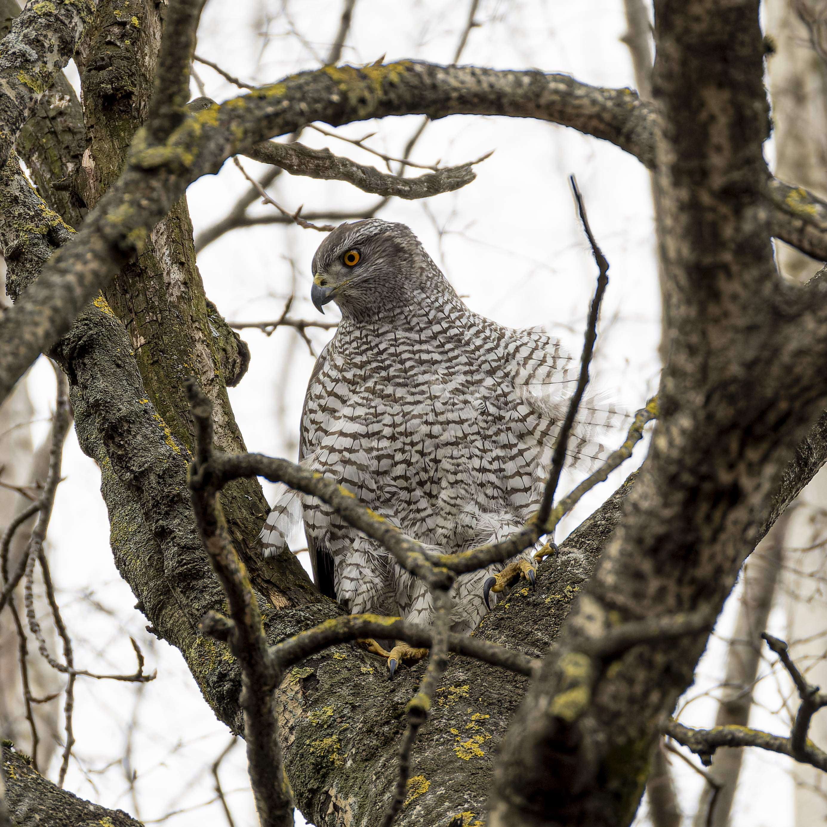 тетеревятник, Руслан Pl