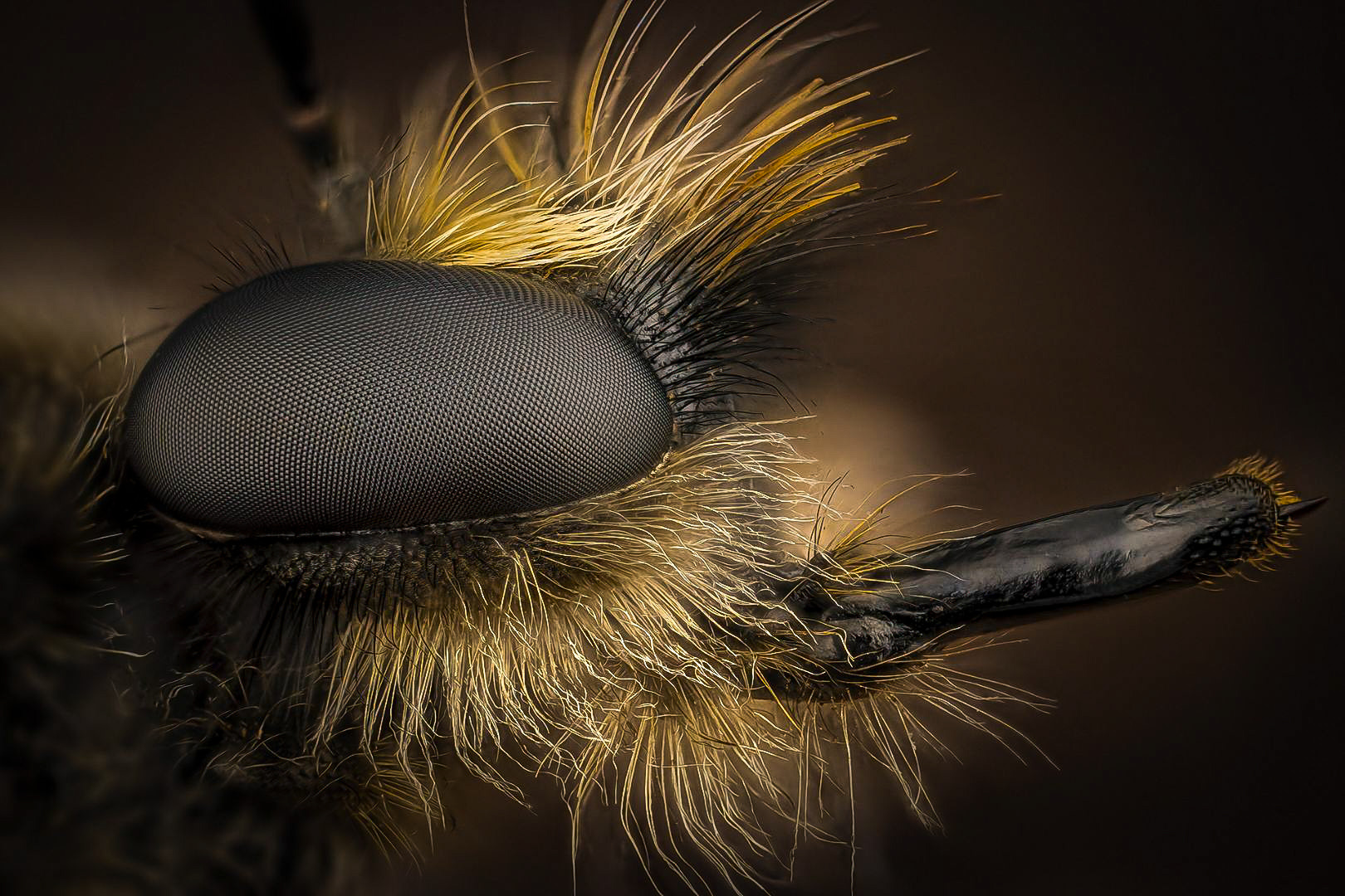 diptera, laphria flava, Kavaliauskas Eugenijus