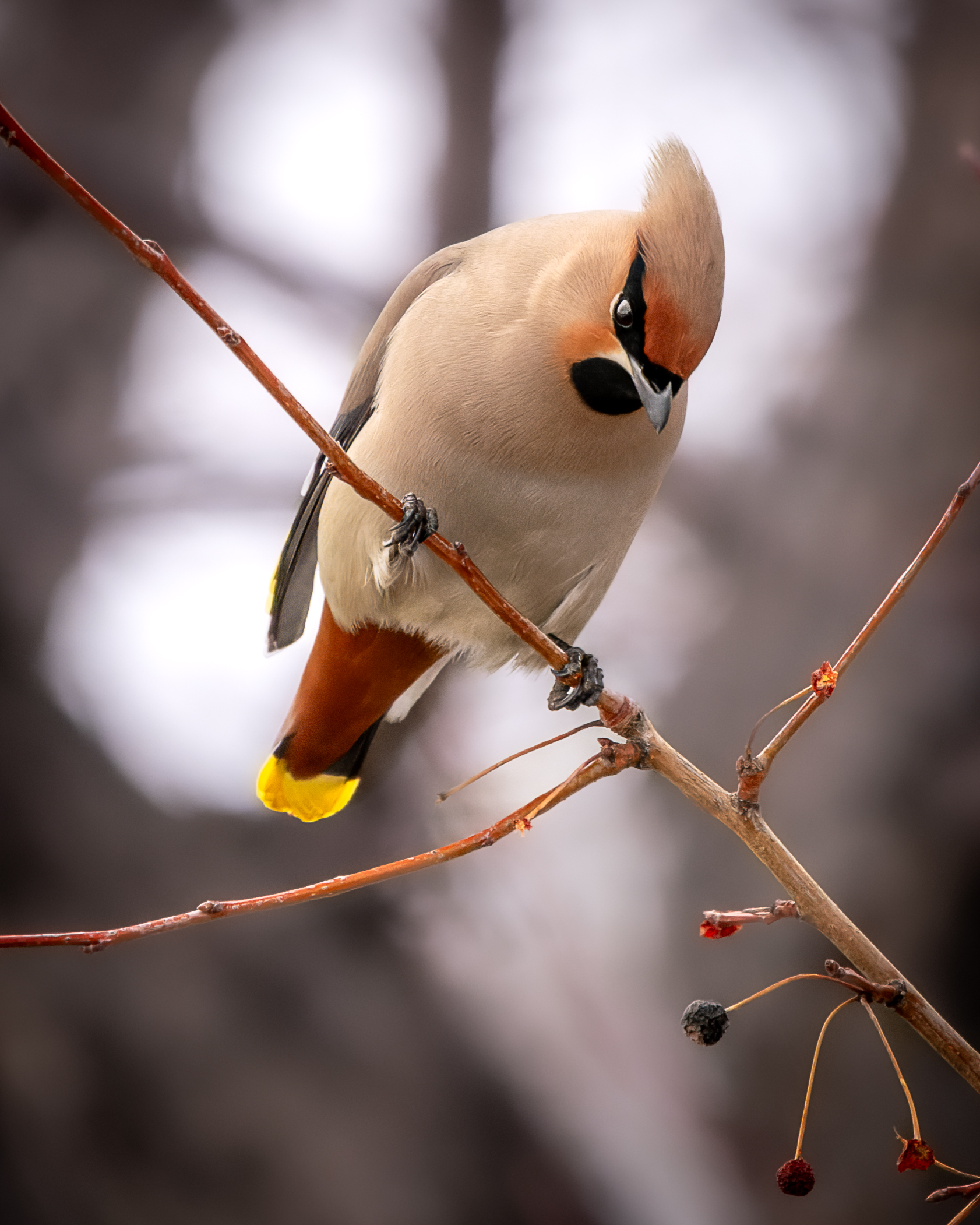 свиристель, бердвочинг, птицы, Дубровская Катерина