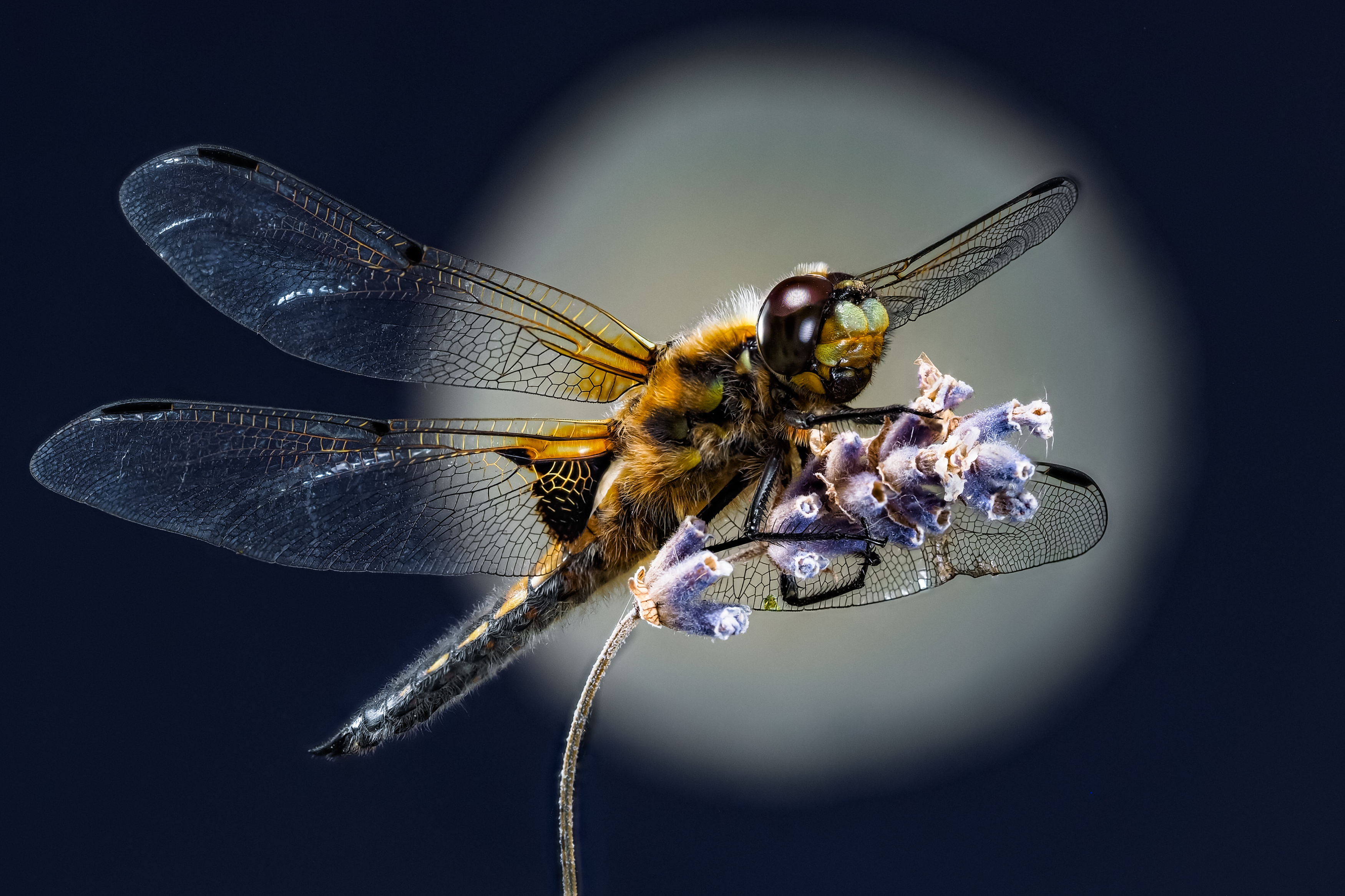 стрекоза, Олег Савицкий