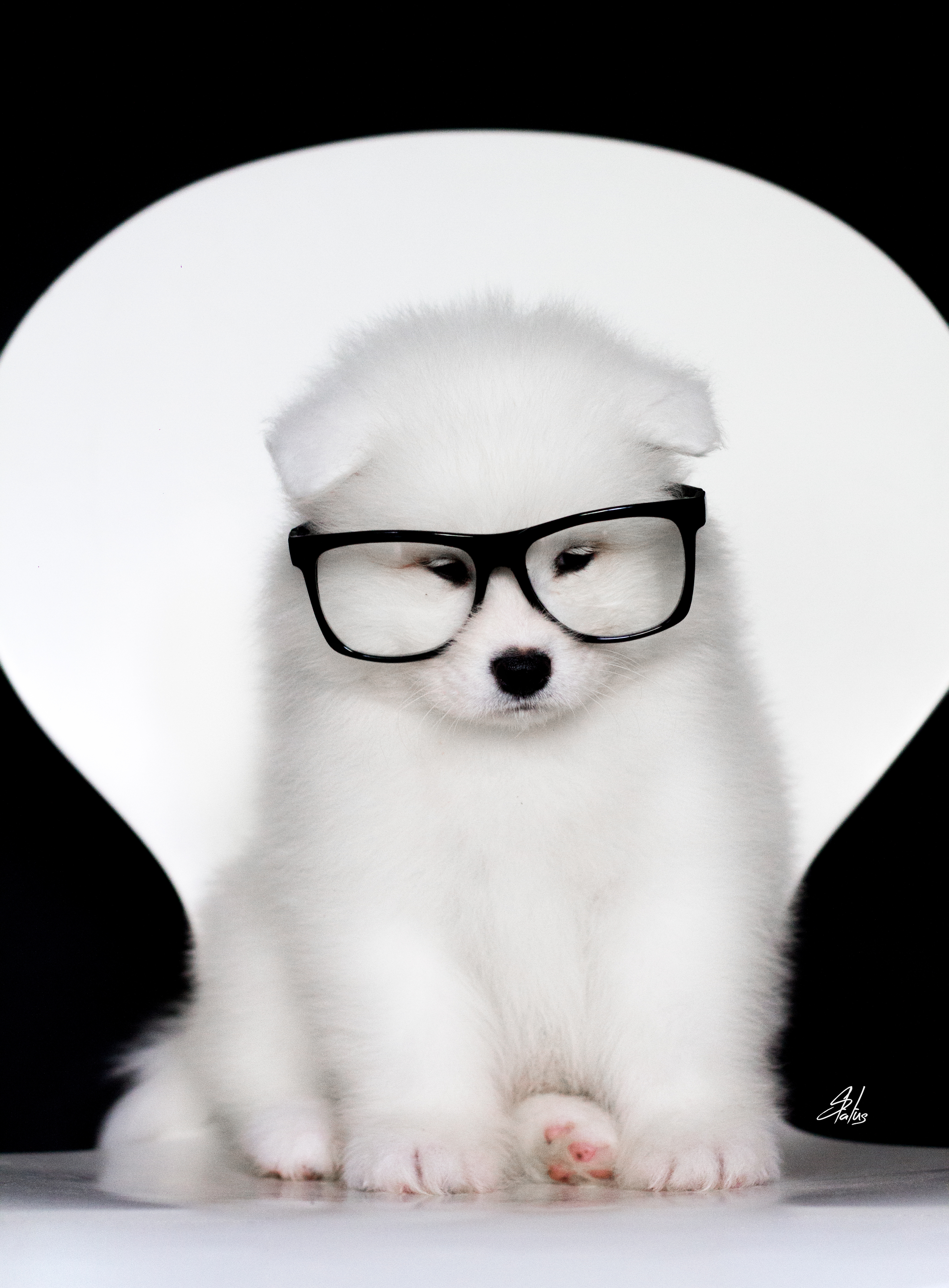 photography,dogs,pets,animal,canine,portrait,puppy,pose,natural,light,samoyed,nikon,camera,fluffy,white,spring,glasses,geek, Alexandre Marques