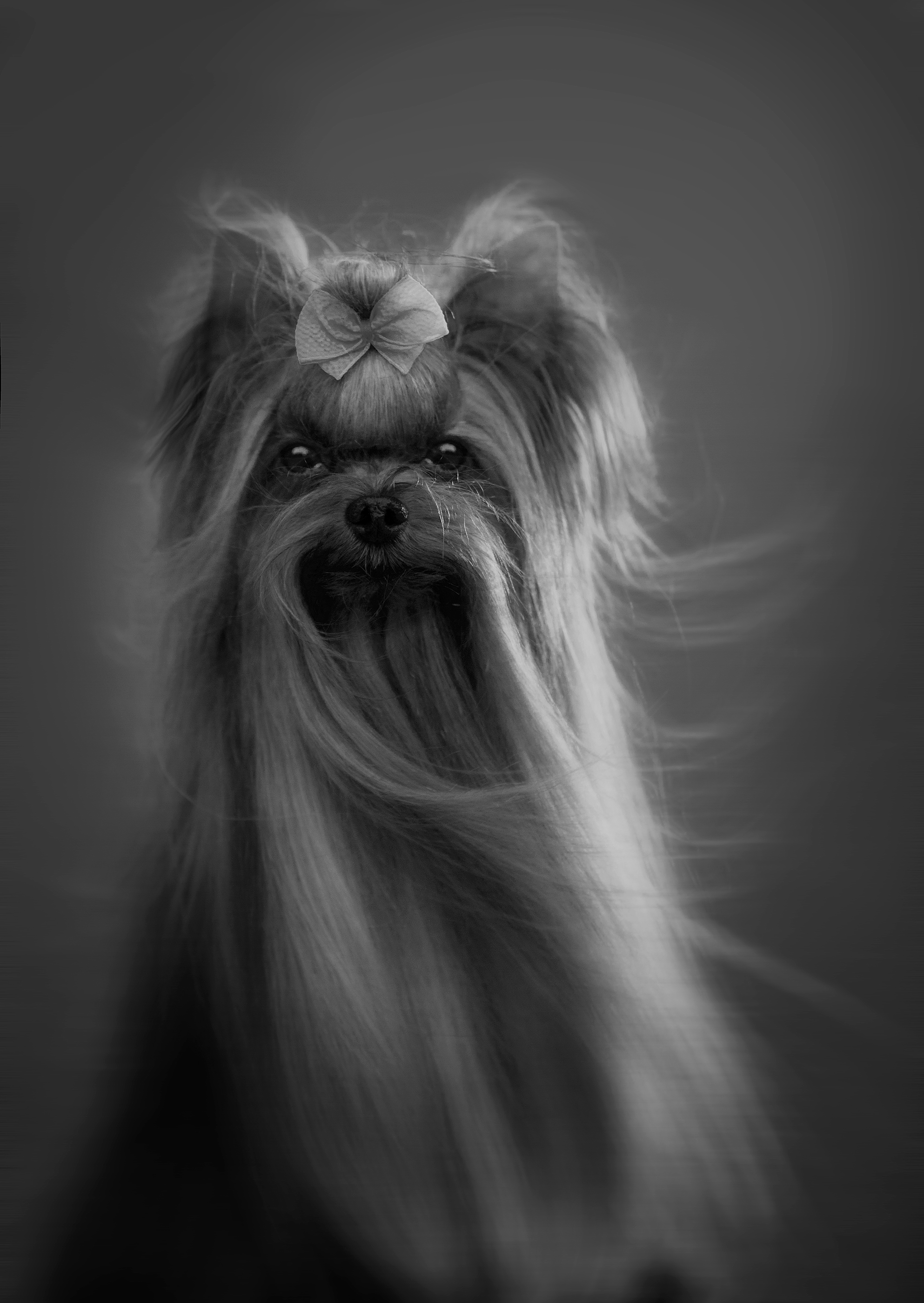 photography,dogs,pets,outdoor,yorkshire,black,background,motion,portrait,puppy,canine,canon,natural,light,monochrome,city,, Alexandre Marques