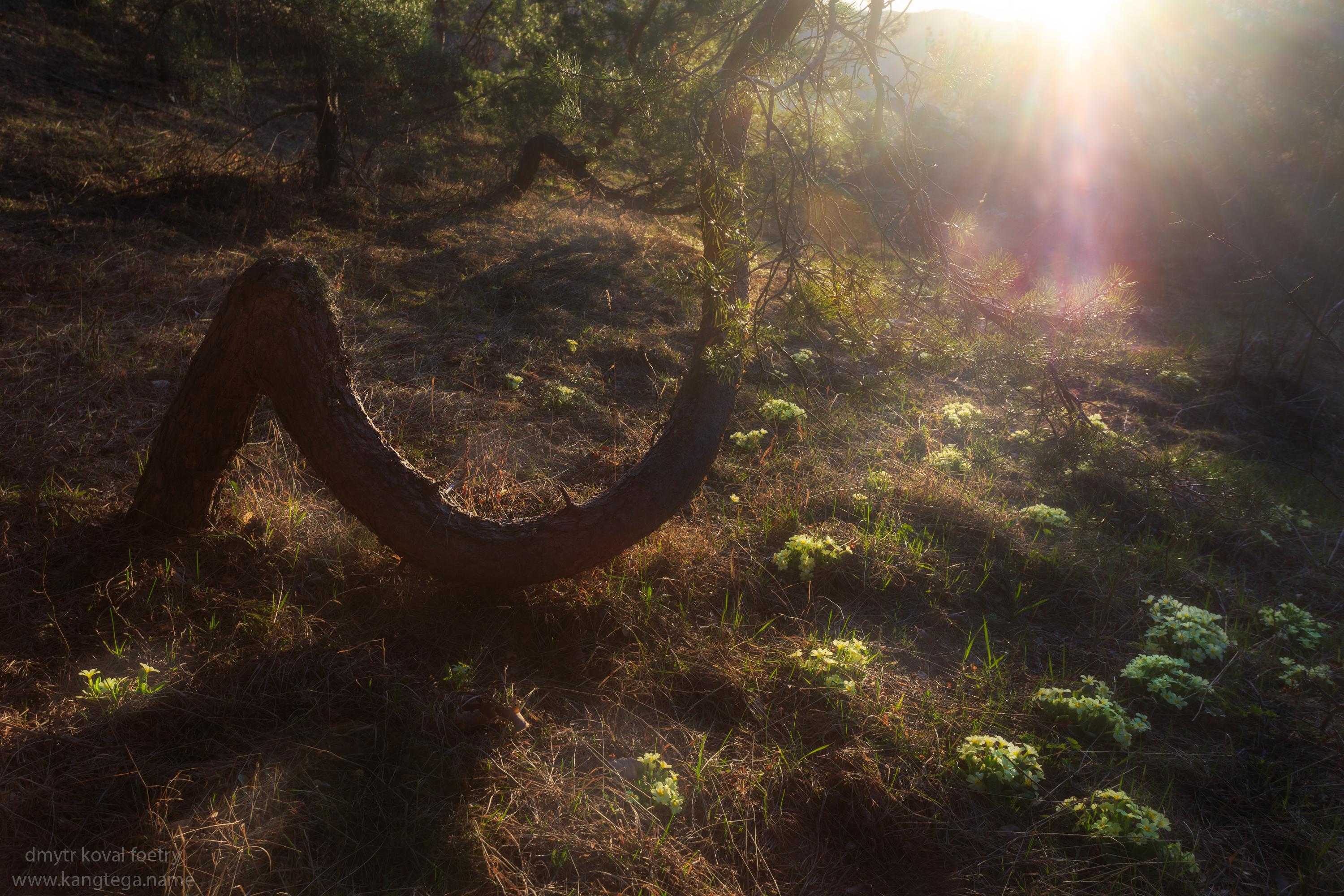 пейзажемагьё, пейзаж-как-виденье, Коваль Дмитр