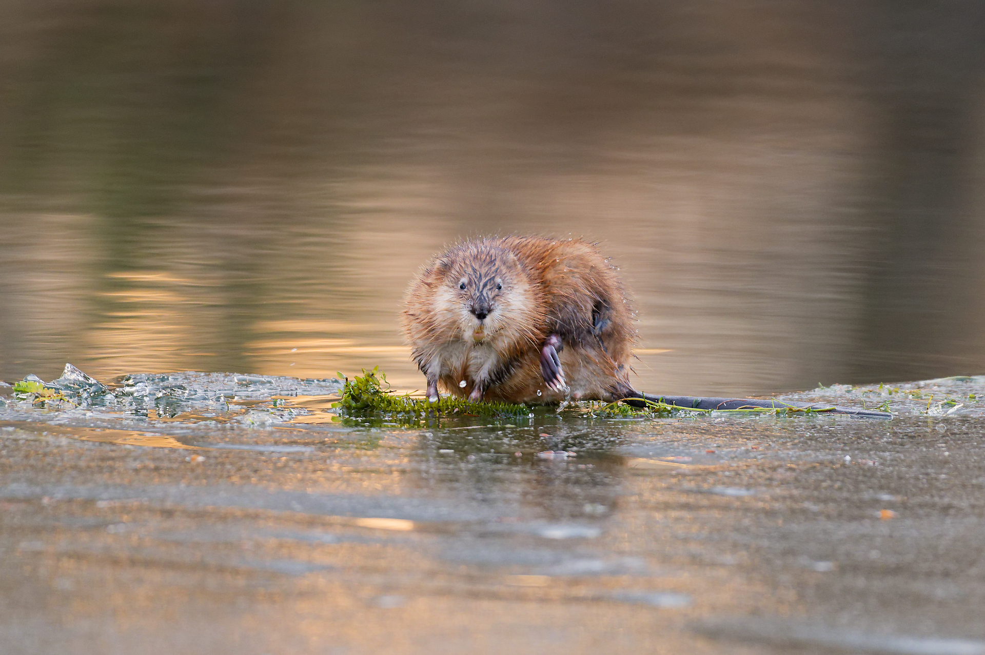 ондатра, Андреева Светлана