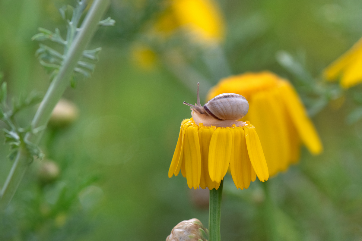 , Людмила Бекман