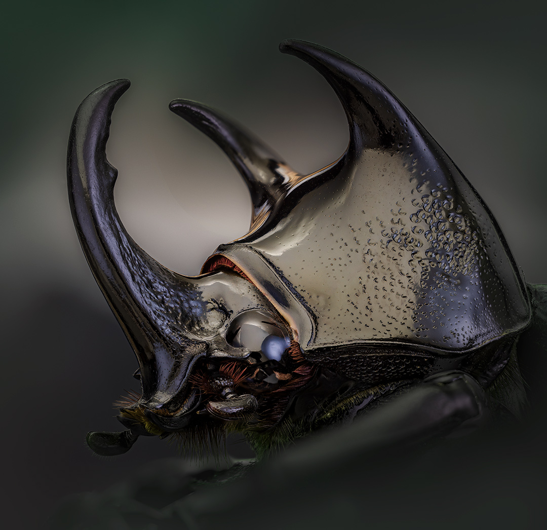 coleoptera, scarabaeidae, dynastinae, chalcosoma caucasus, Kavaliauskas Eugenijus