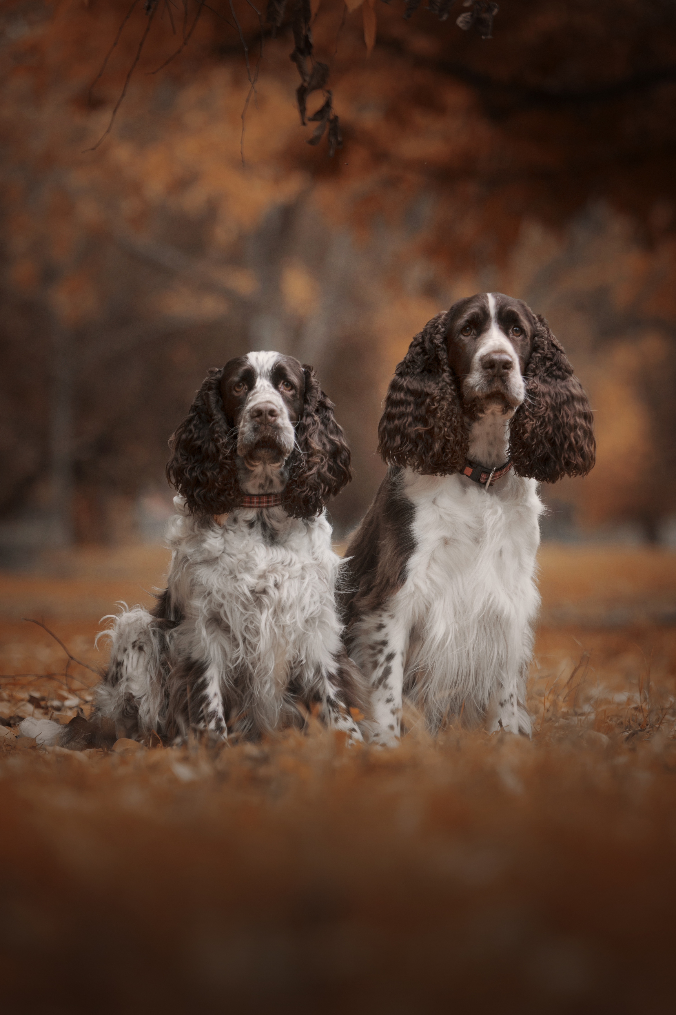 springer,spaniel,inglês,dogs,pets,motion,autum,flowers,natural,light,photography,park,florest,animal,jump,pose,portrait,grooming, Alexandre Marques