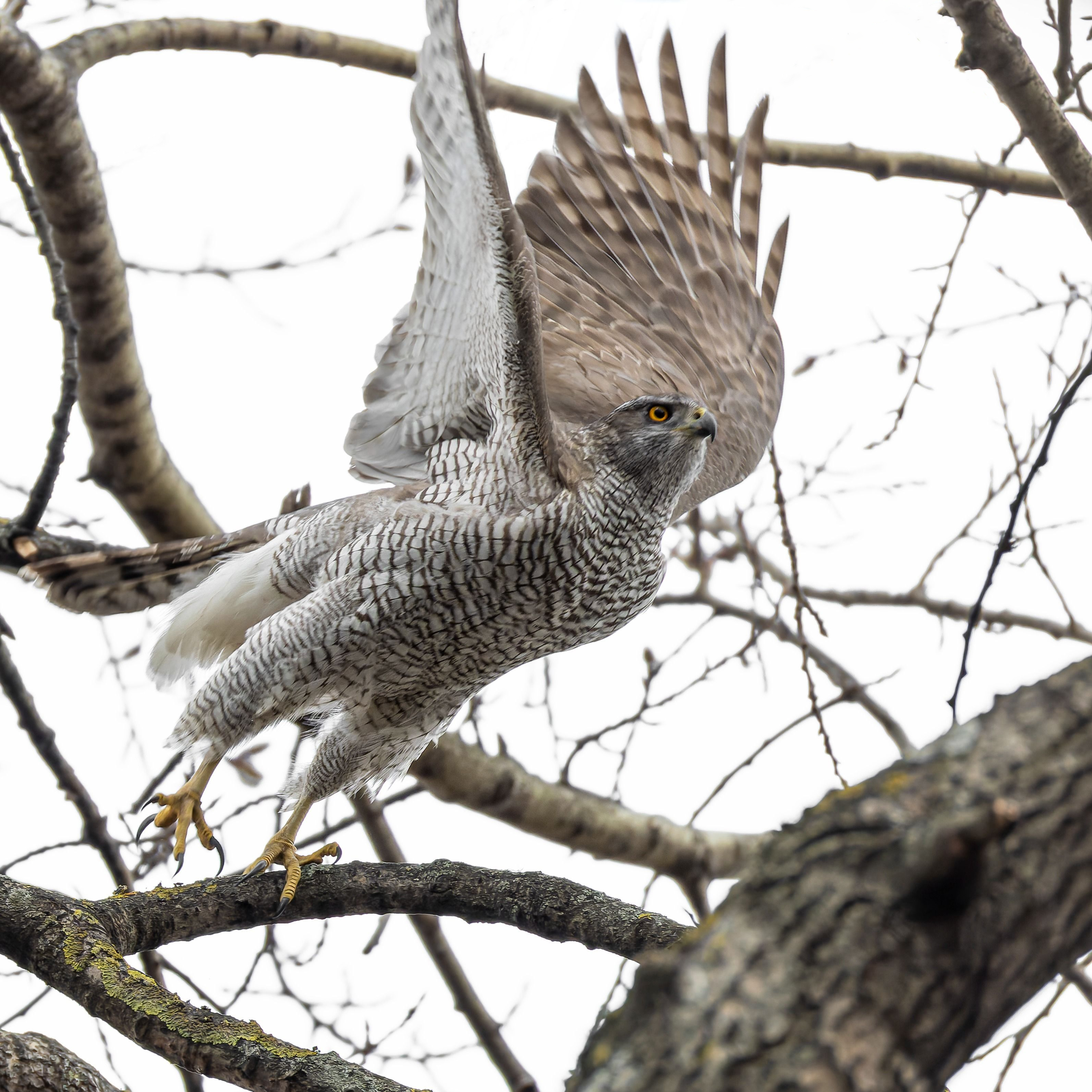 тетеревятник, Руслан Pl