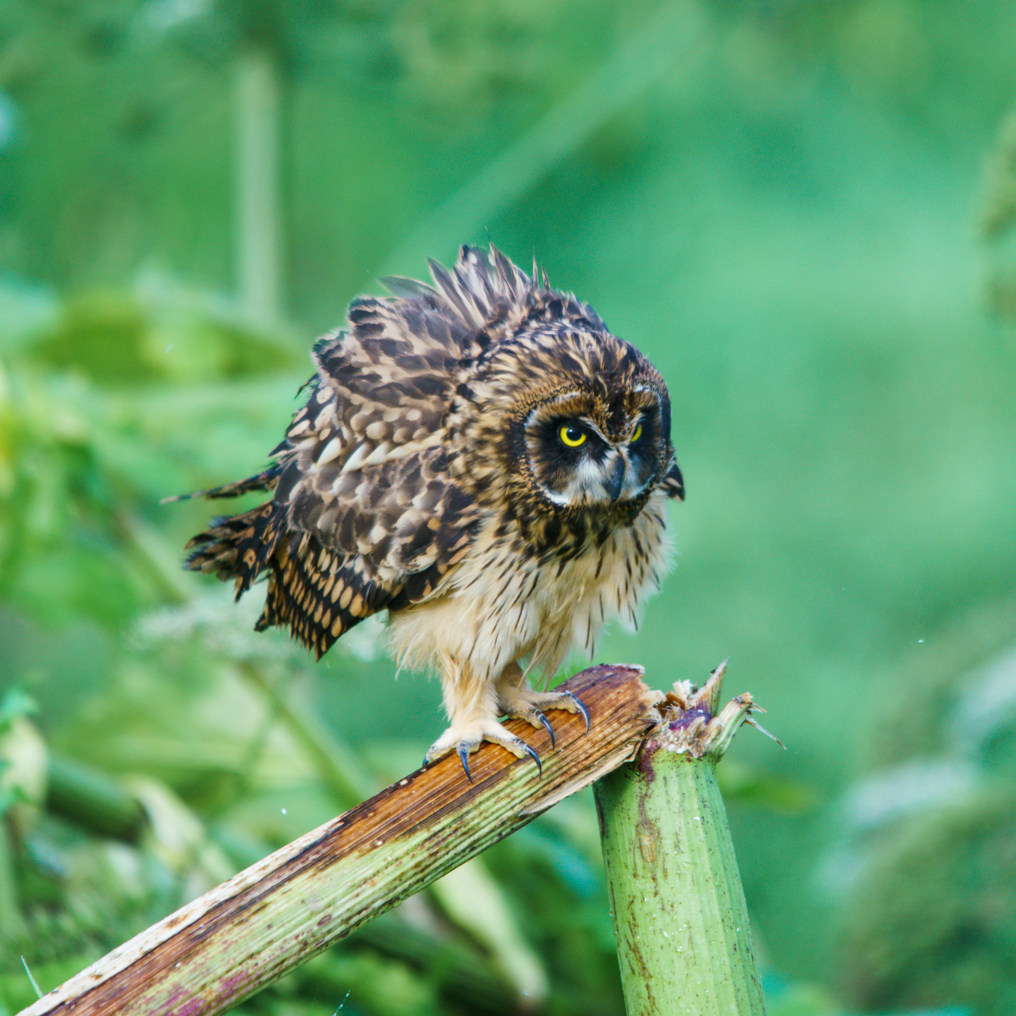 болотная сова, Велин Александр