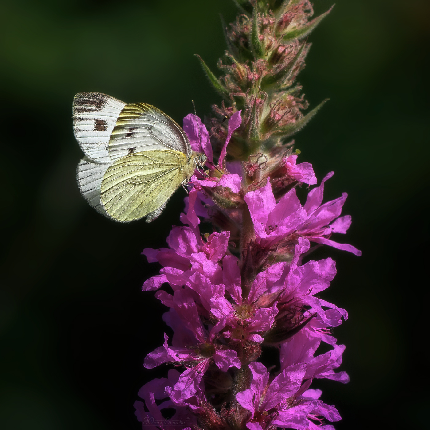 бабочка, макро, Ершова Юлия