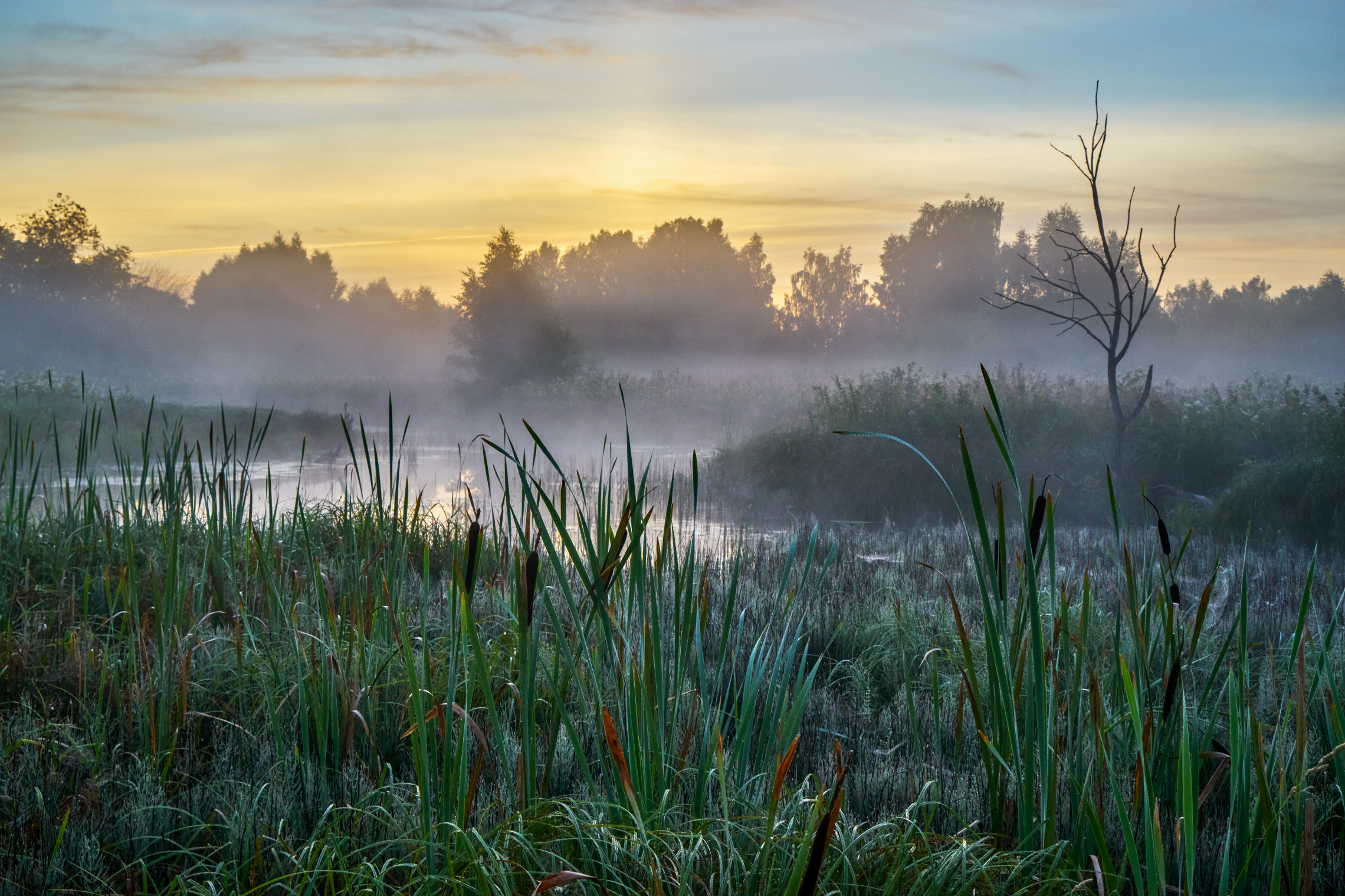 август, рассвет, старица, Медведев Александр