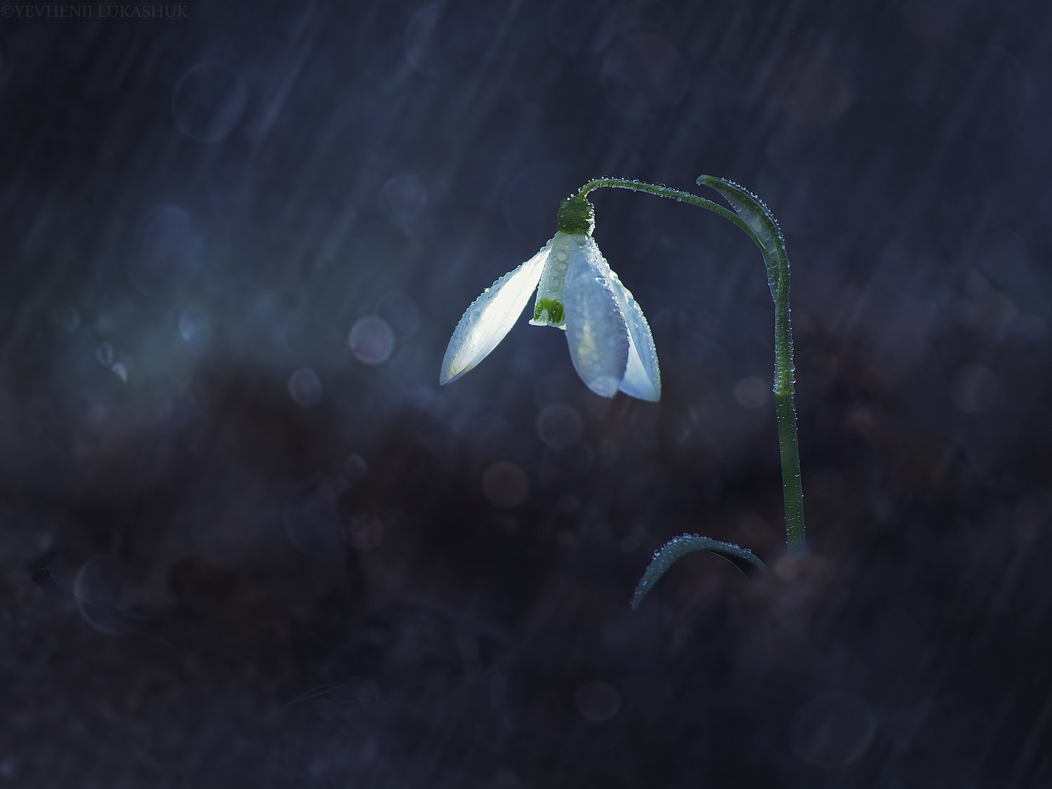 , Лукашук Евгений