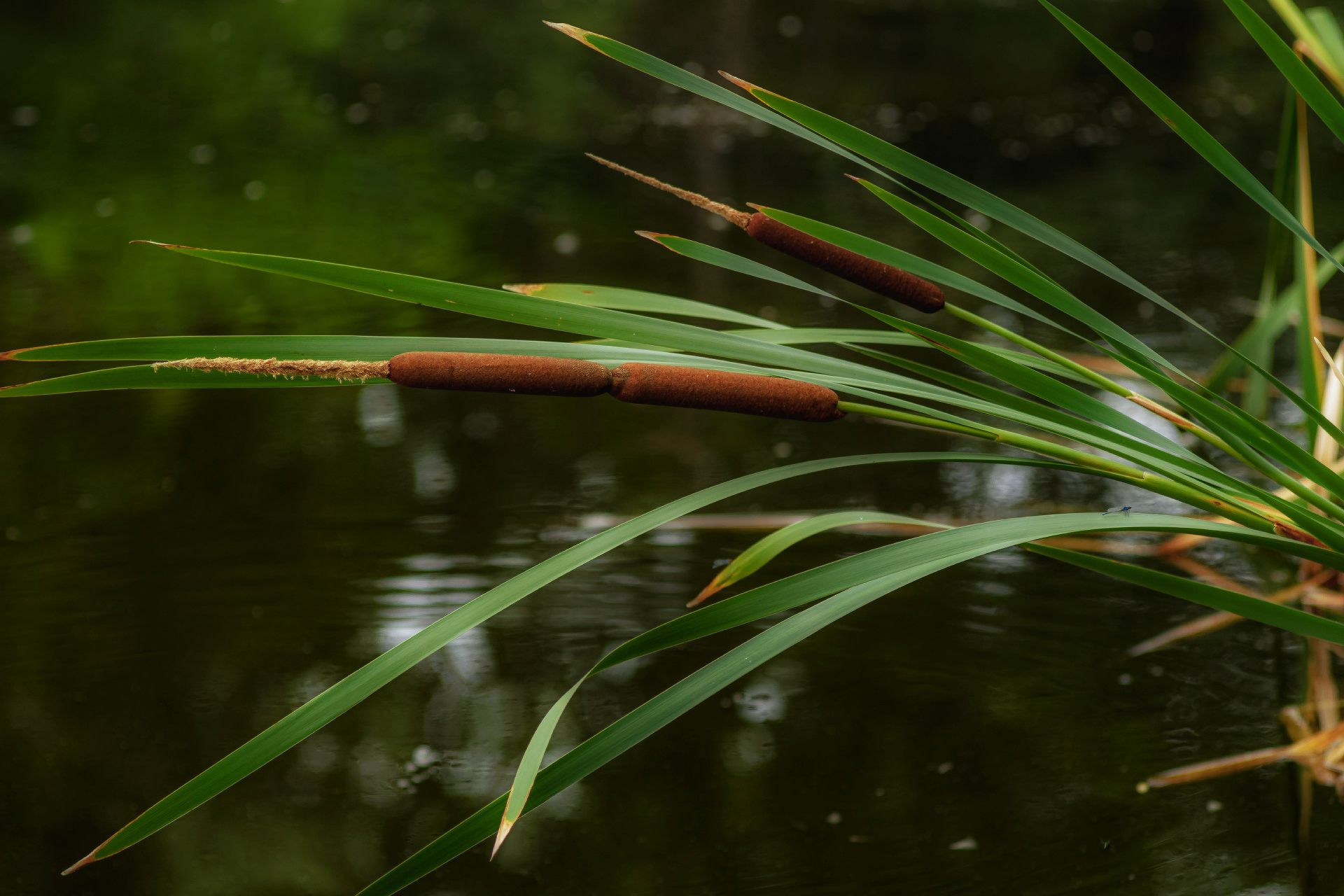 , Лысенко Сергей