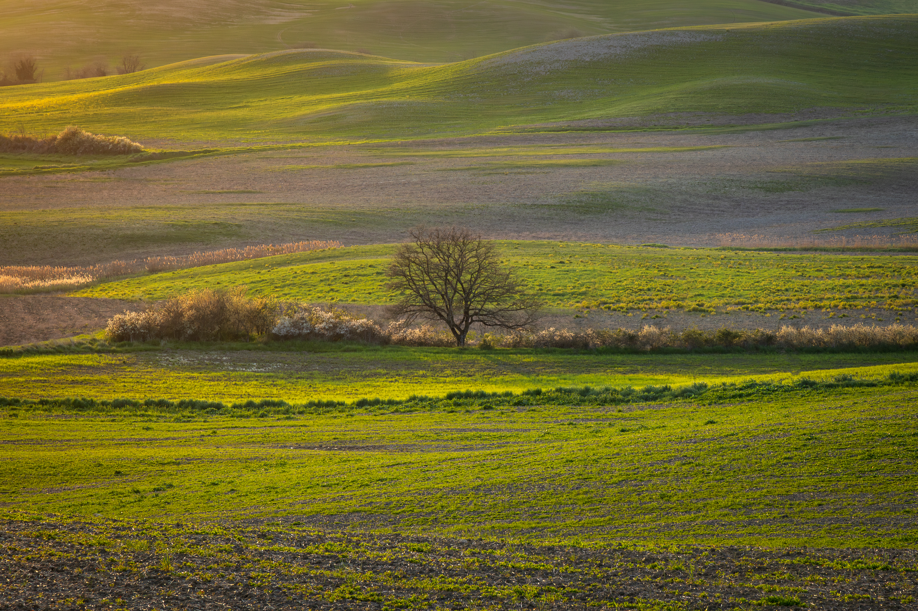 , Алекс Римский
