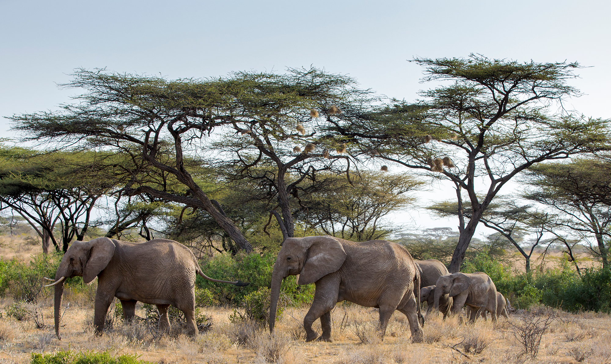 , Vorobeychik Vladimir