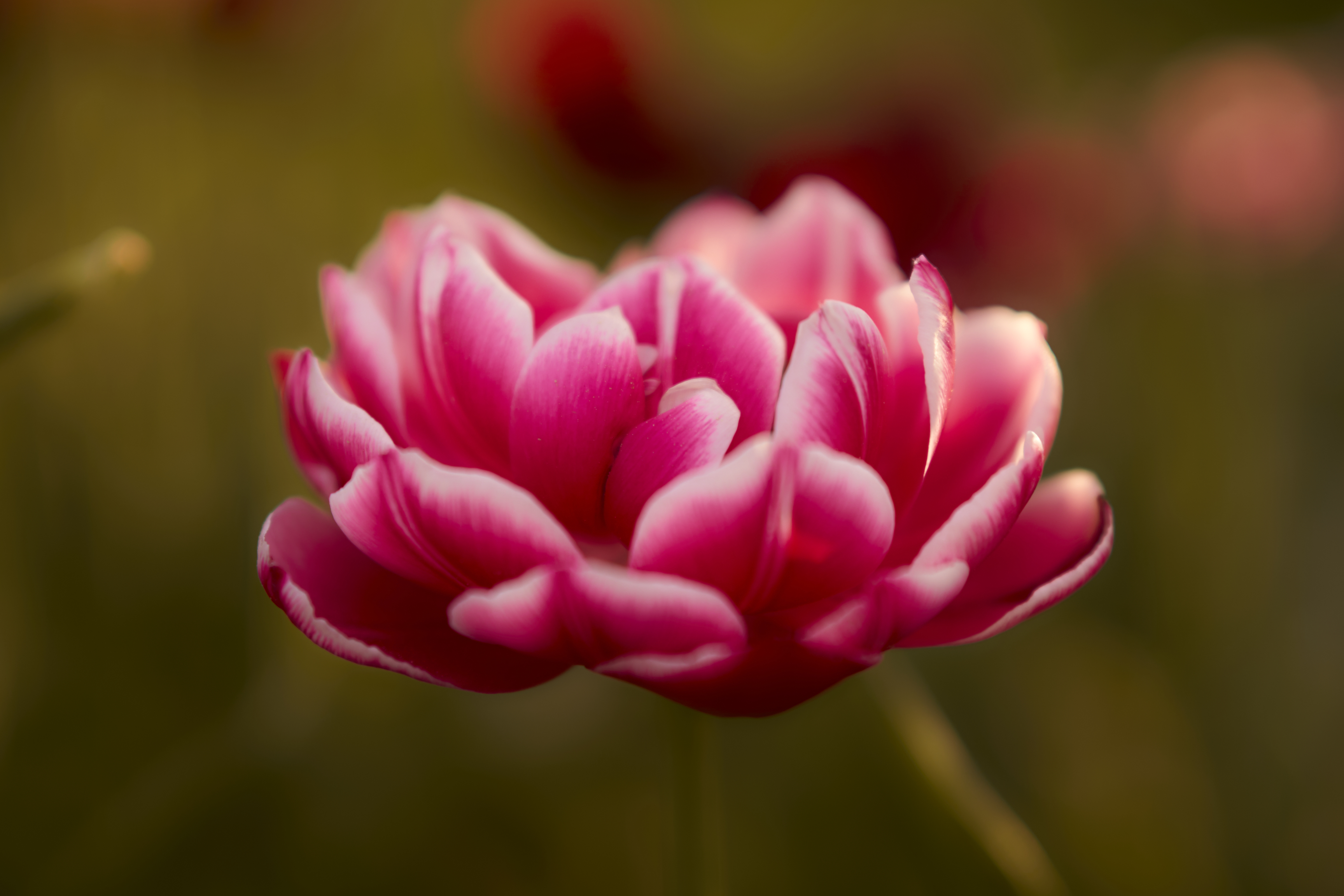 , Лажанский Руфат