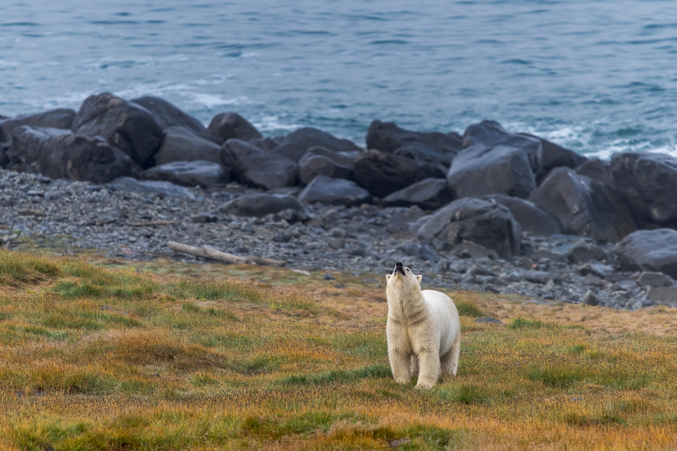 чукотка, белый медведь,, Юрий Матвеев