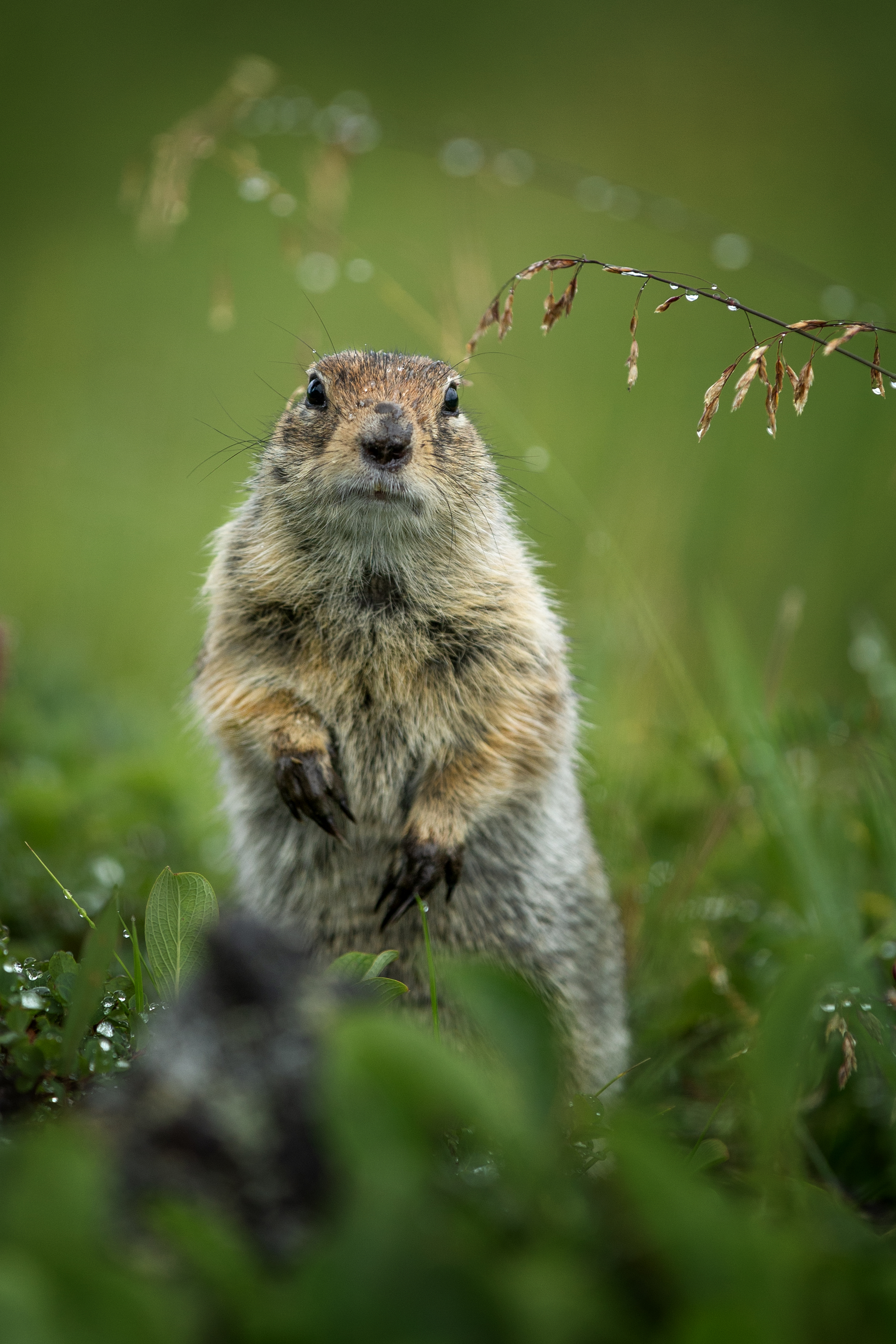 , Андрей Ершов