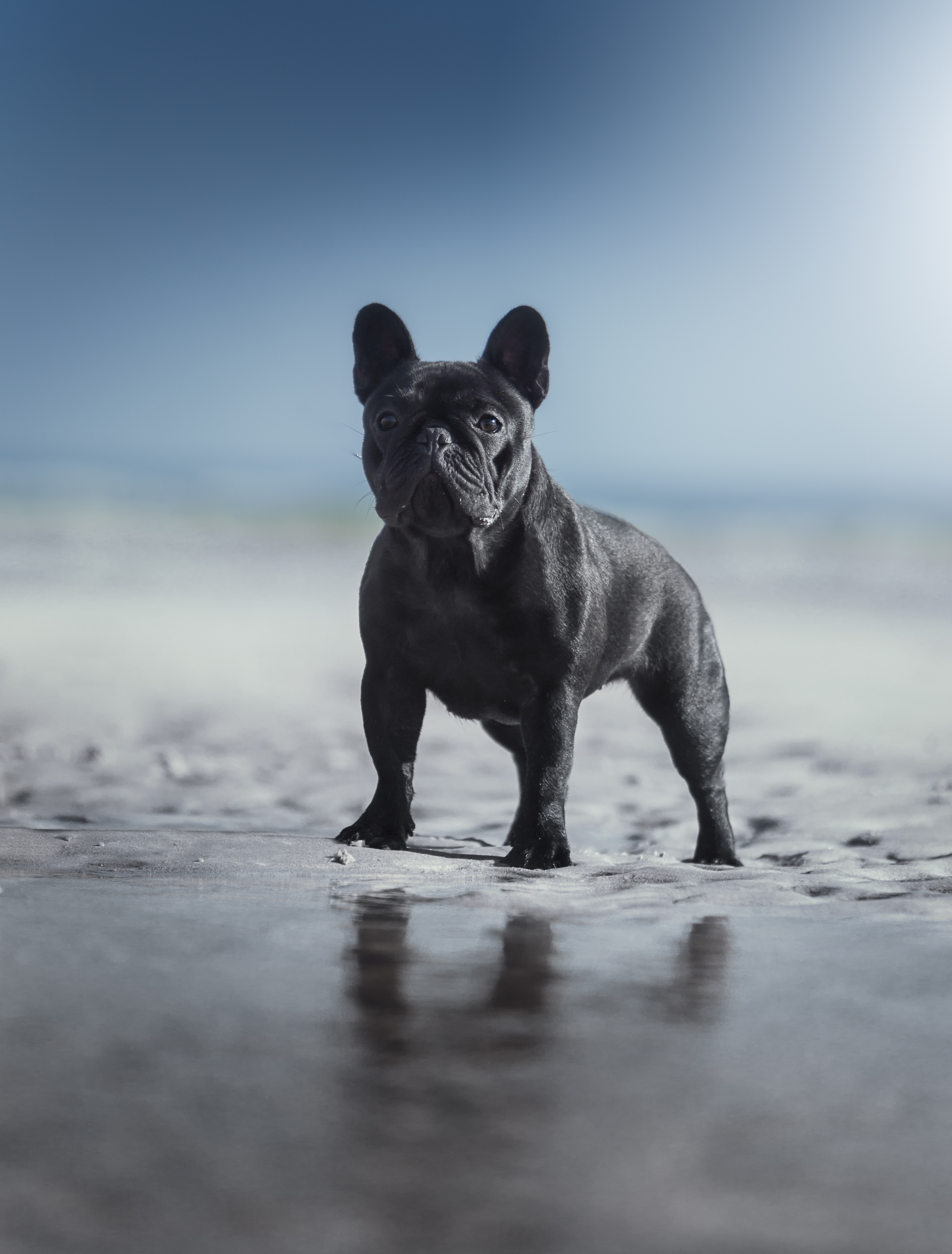 french,bulldogue,dogs,pets,warm,colors,beach,summer,portrait,fun,love,photography,friendship,water,sand,outdoors,portugal,animal, Alexandre Marques