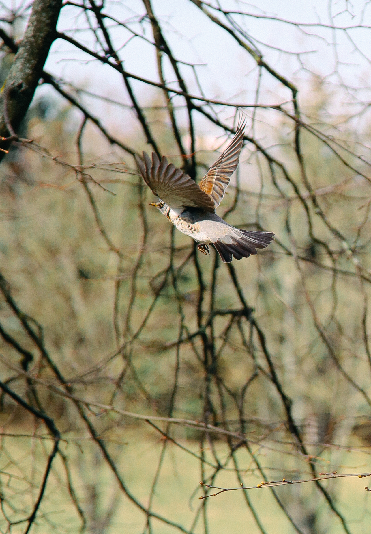птица, весна, фотограф, Дмитрий Гусалов, фотограф в Минске, уличный фотограф, Дмитрий Гусалов
