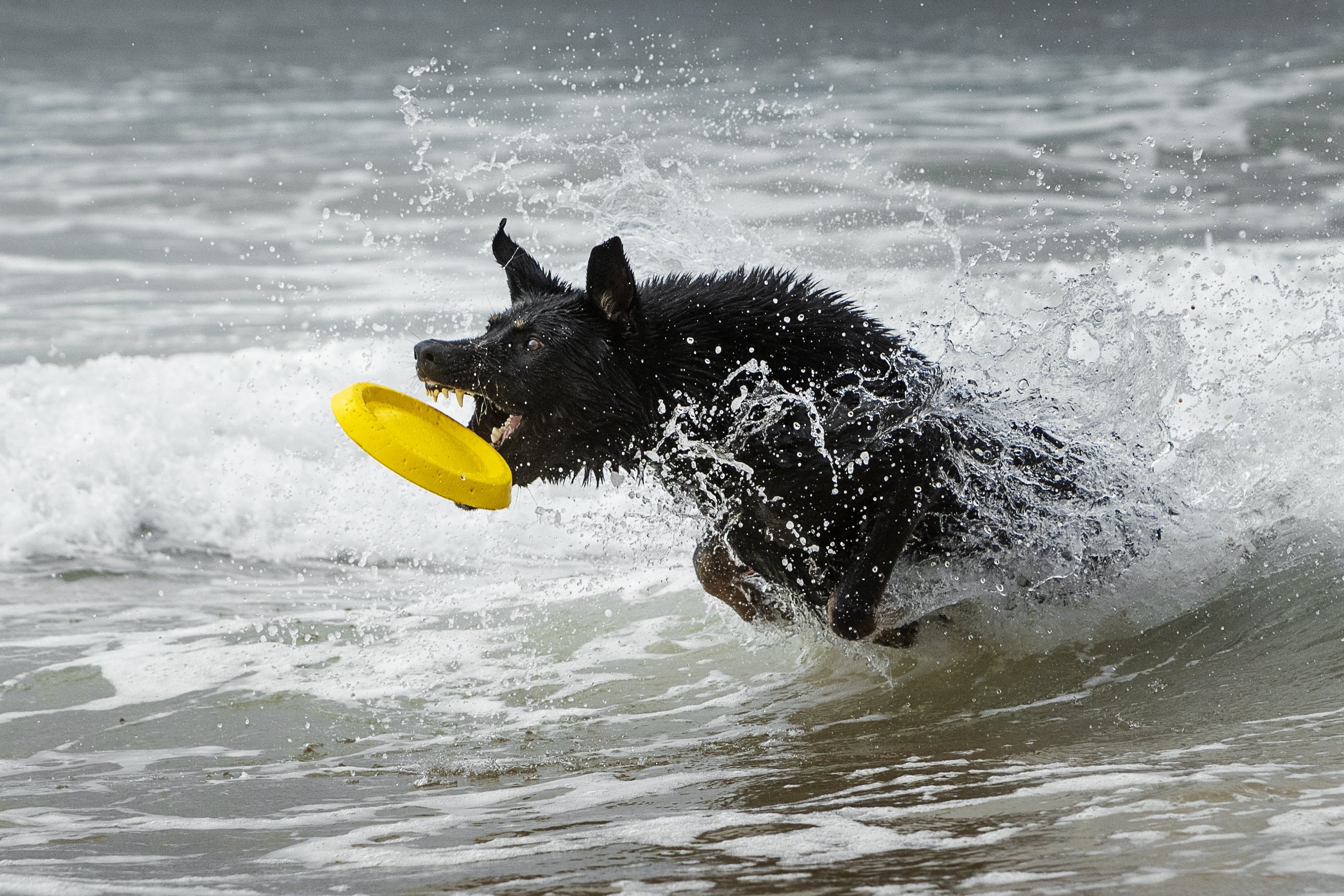 photography,dogs,pets,animal,canine,portrait,water,summer,rock,german,shepherd,splash,motion,pose,natural,light,frisbee,golden,hour,summer,fun,sports,action,agility, Alexandre Marques
