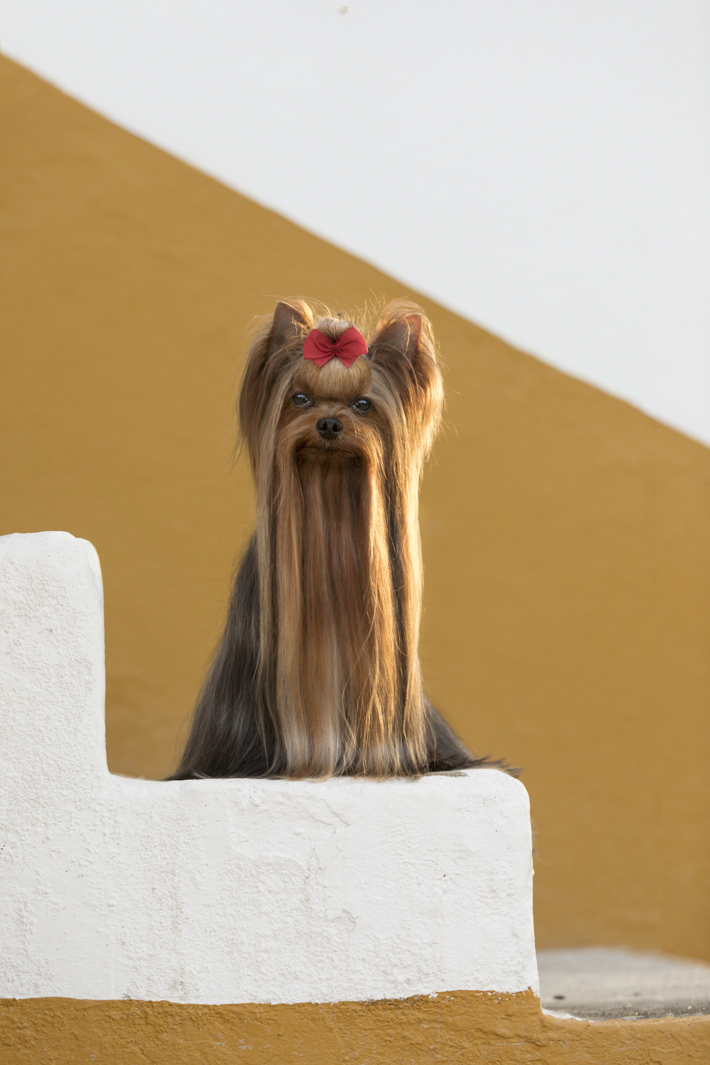 photography,dogs,pets,outdoor,yorkshire,black,background,motion,portrait,puppy,canine,canon,natural,light,monochrome,city,wall, Alexandre Marques