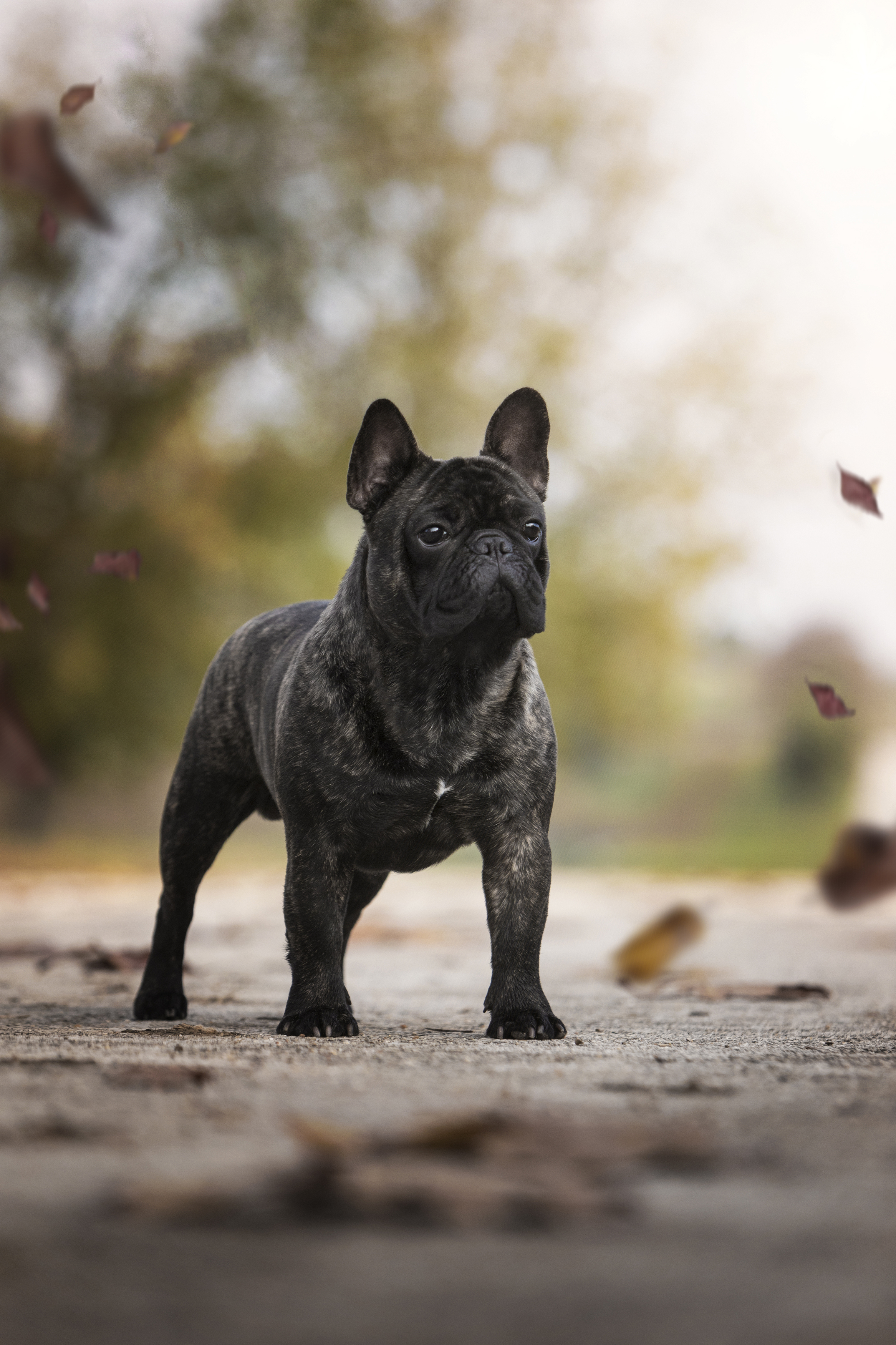 french,bulldogue,dogs,pets,warm,colors,beach,autumn,portrait,fun,love,photography,friendship,leaves,sand,outdoors,portugal,animal, Alexandre Marques