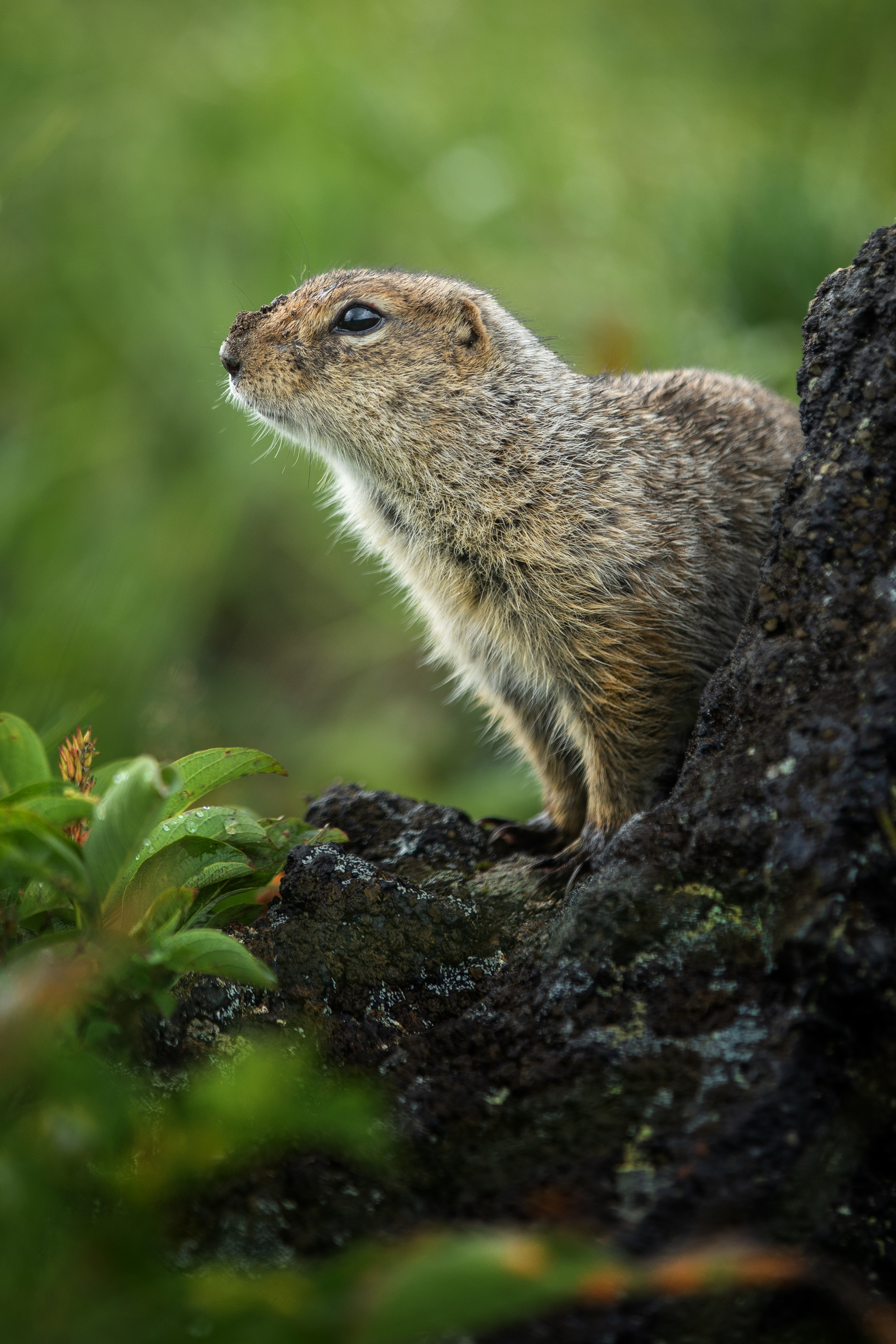 , Андрей Ершов