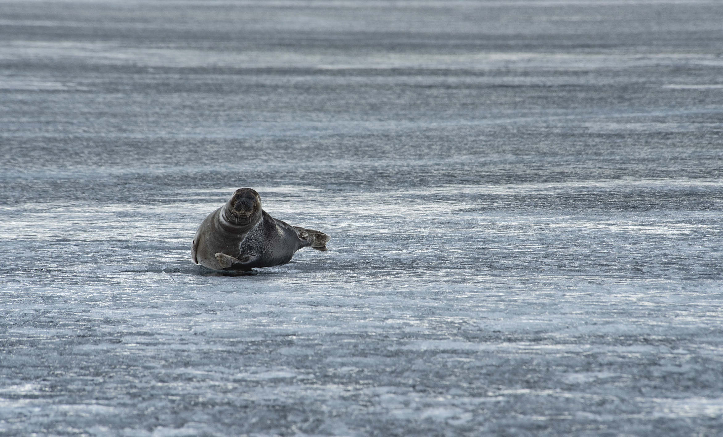 нерпа, pusa, sibirica, байкал, Андрей Таничев