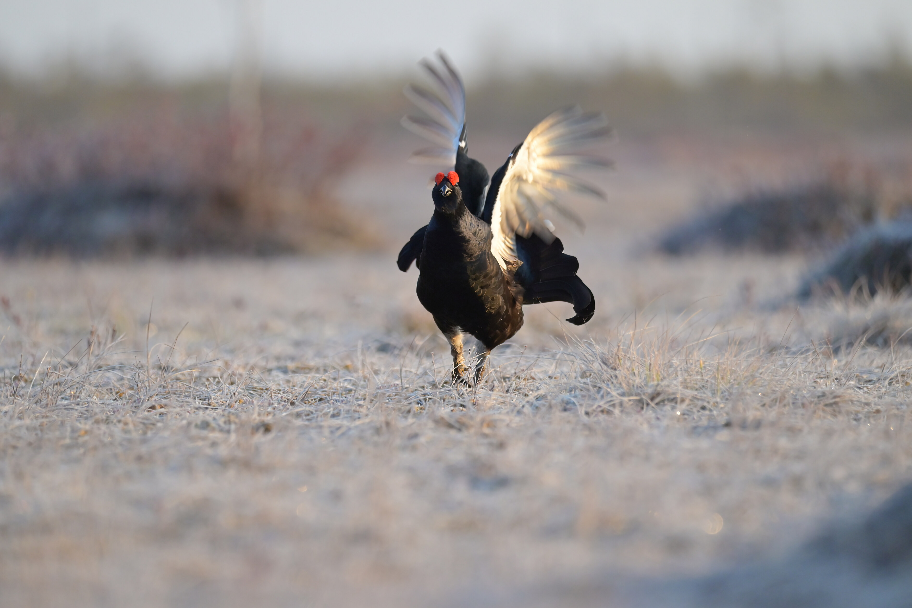 тетерев, grouse, fight, nature, bird, birdwatching, битва, ток, природа, птицы, Ярославль, крылья, взмах, полет, крики, wings, flight, Сергей Немцев