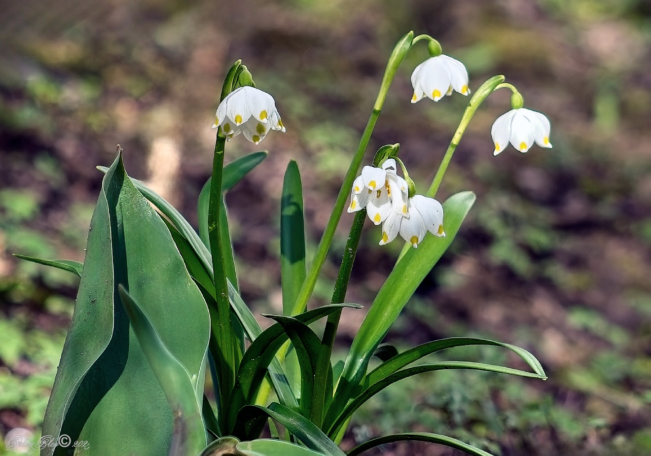 , Орлов Олег